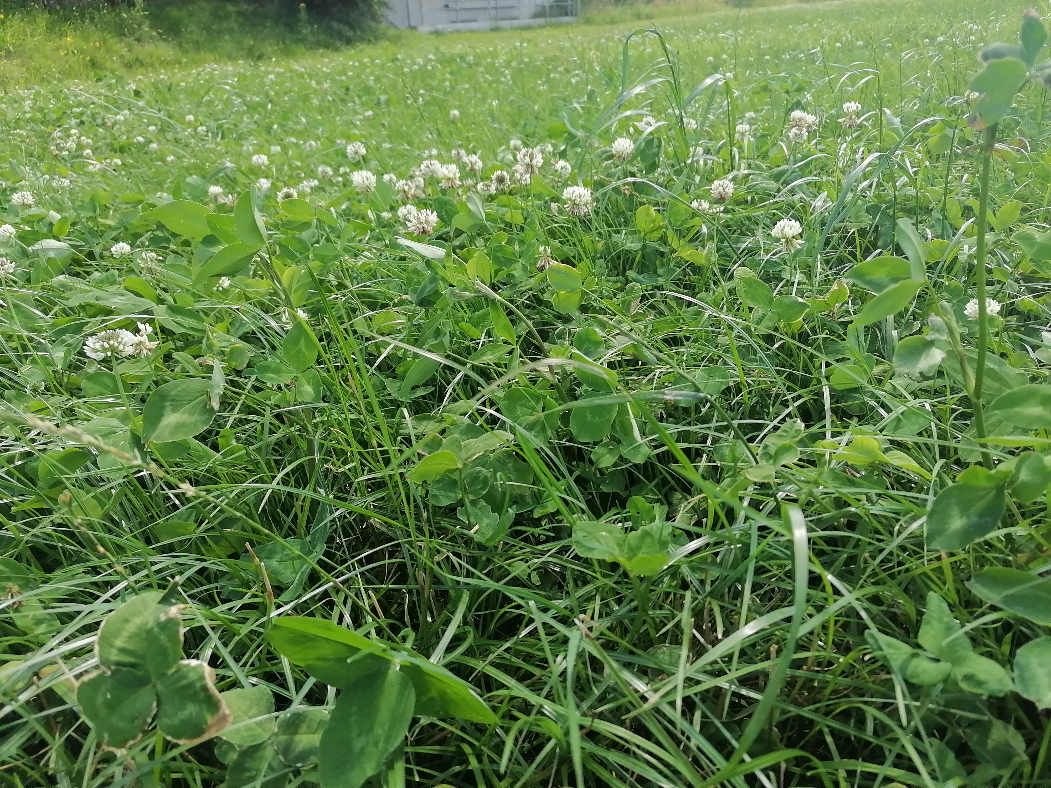 semopur Q-GRAS LS2 öko (10 kg) semopur Q-GRAS LS2 öko (10 kg)