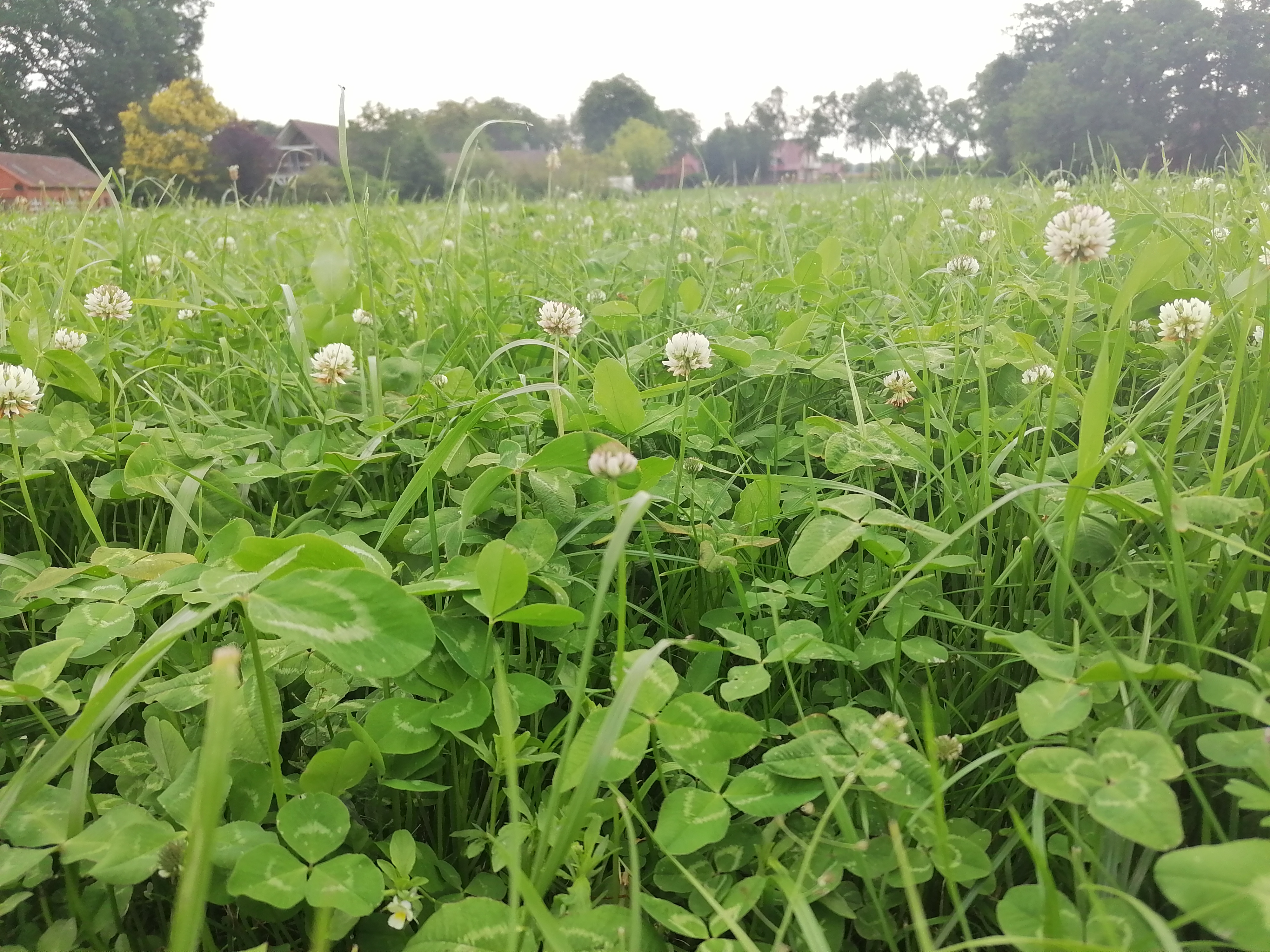 semopur Q-GRAS LS5 öko (10 kg) semopur Q-GRAS LS5 öko (10 kg)