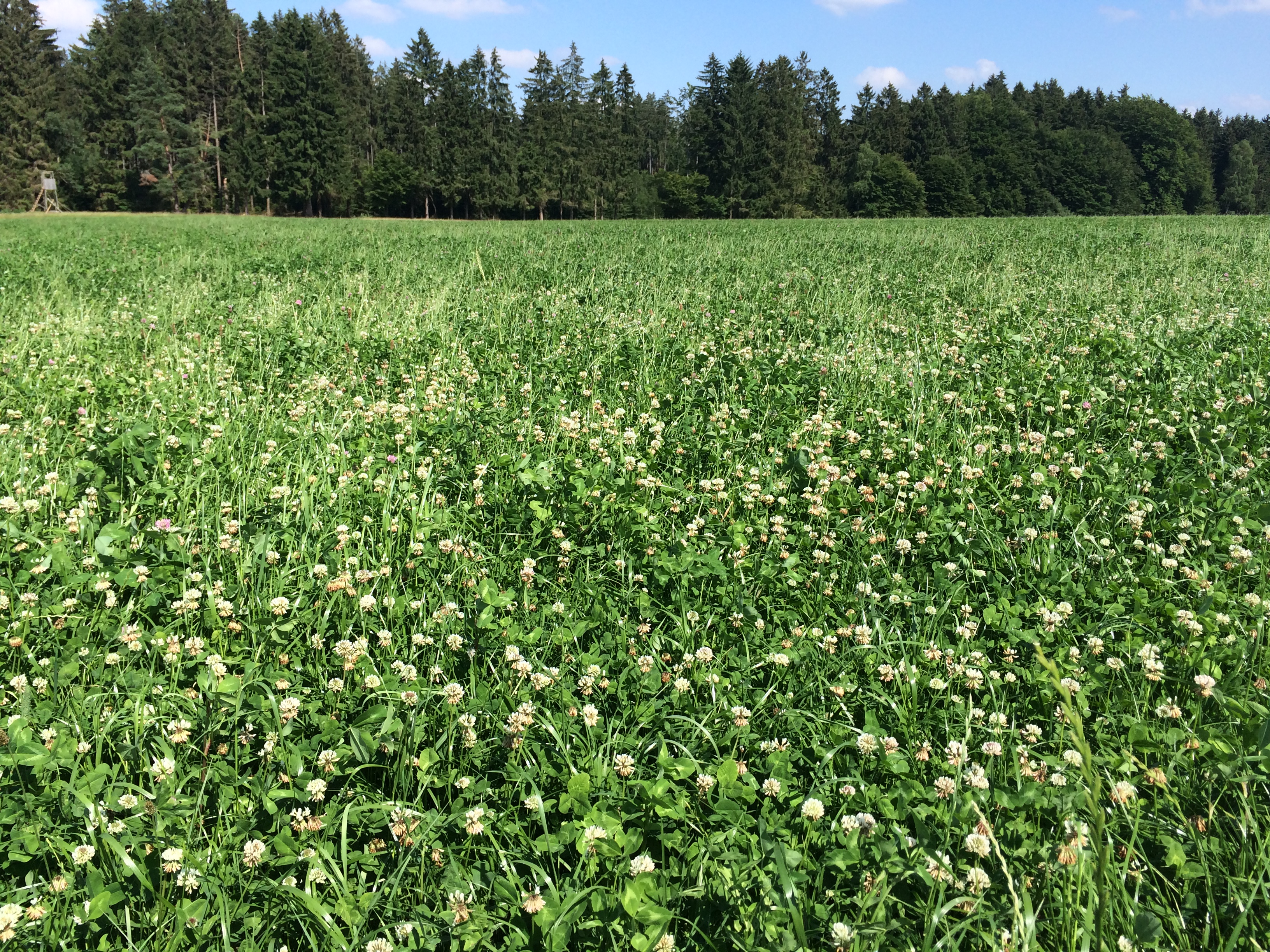 WKL Klondike Öko (25 kg)