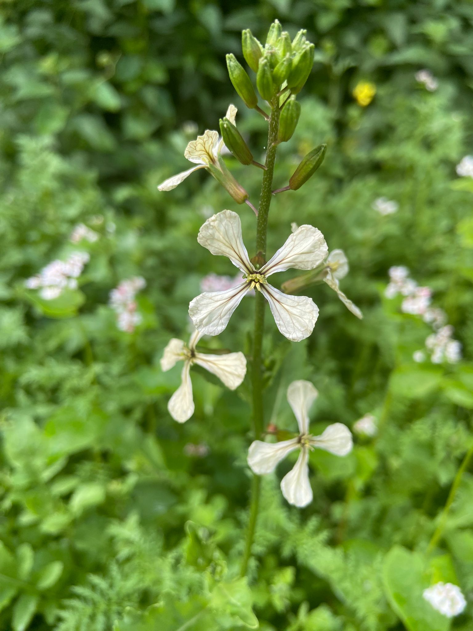 Kresse Öko (Lepidium sativa) (25 kg)