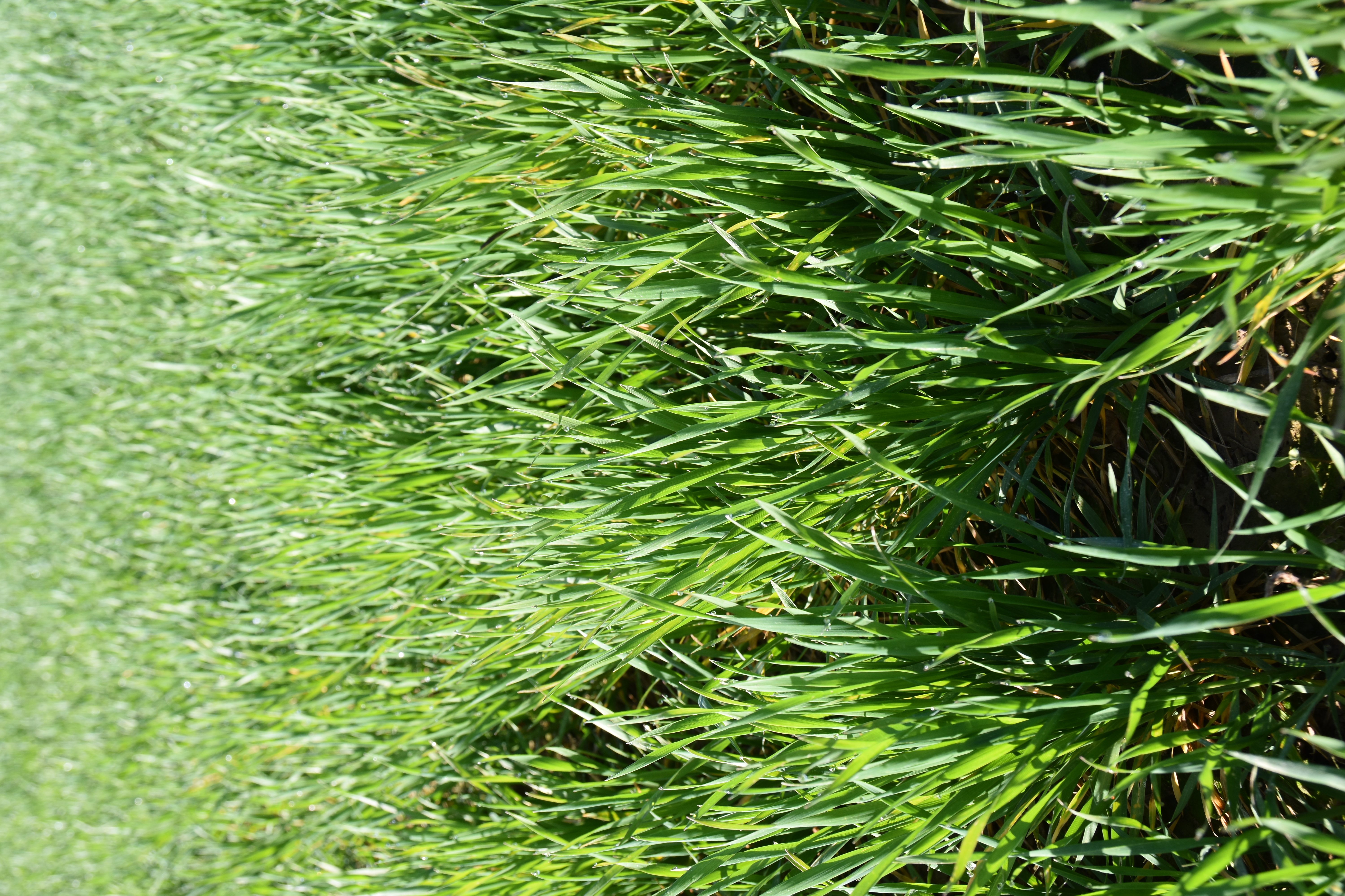 WD KENTAUR (t) spät Öko (25 kg)