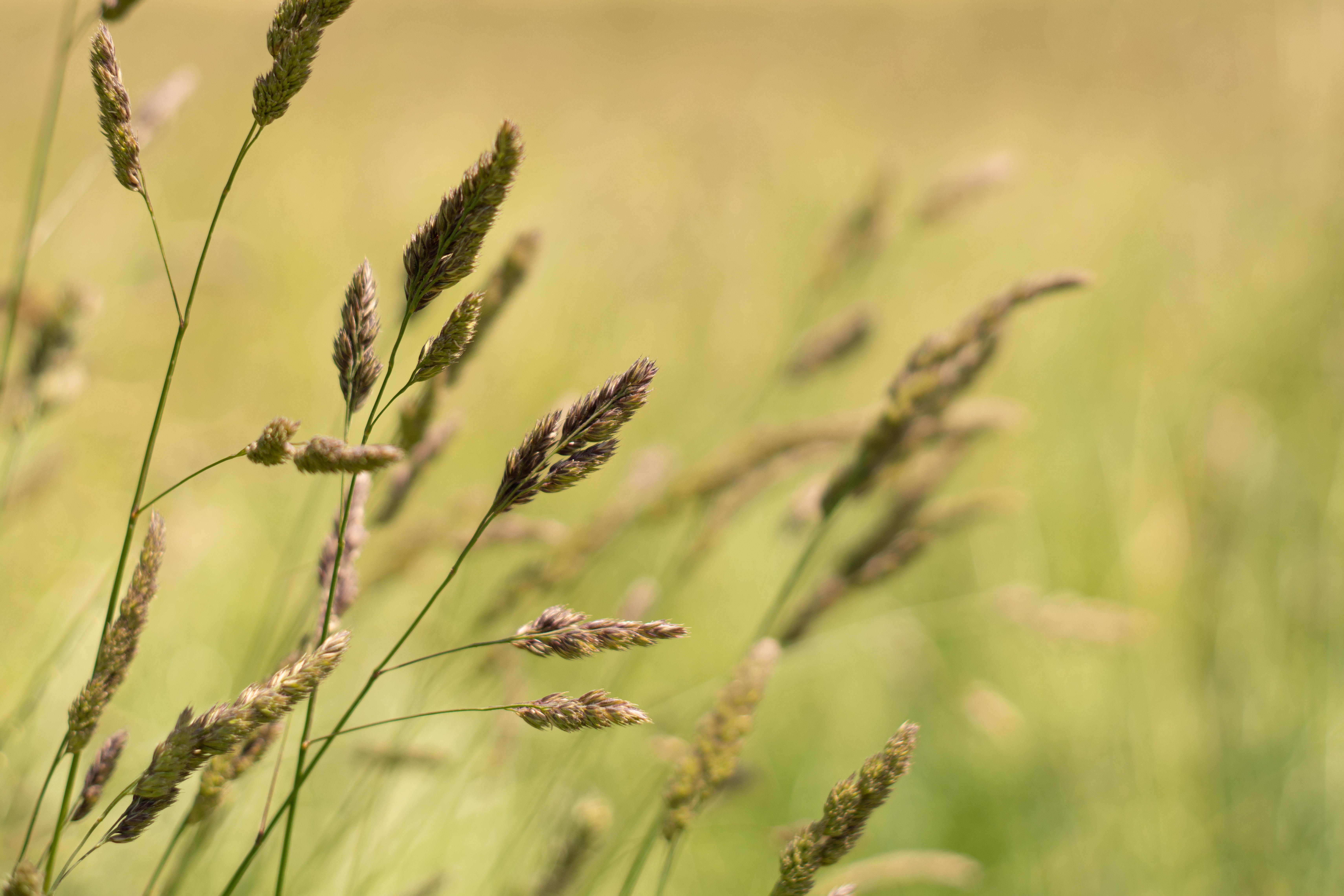 semopur 6.2 NACHSAAT TROCKENE LAGEN öko (10 kg) semopur 6.2 NACHSAAT TROCKENE LAGEN öko (10 kg)