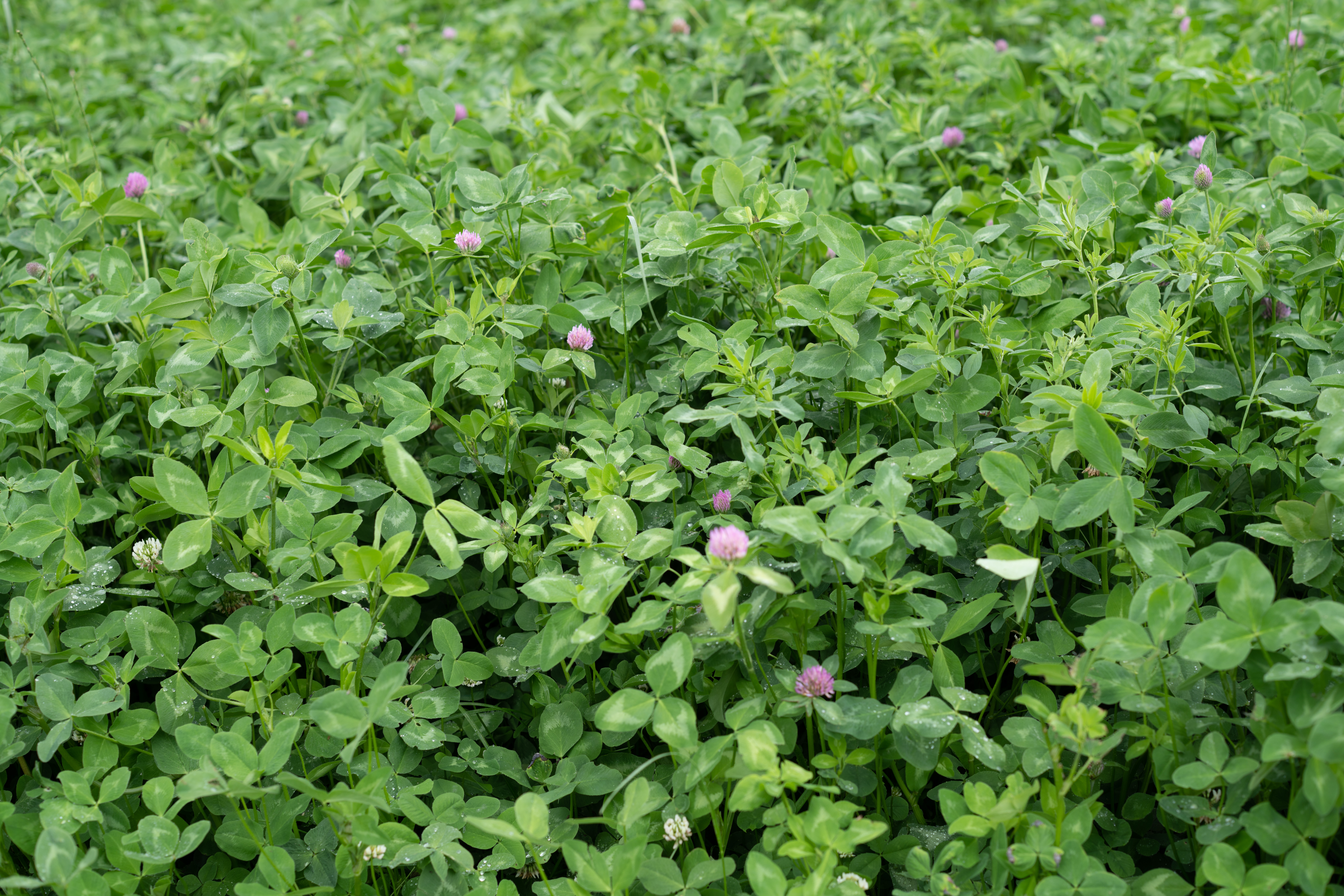 semopur 3.2 LUZERNE-ROTKLEEGRAS öko (10 kg) semopur 3.2 LUZERNE-ROTKLEEGRAS öko (10 kg)