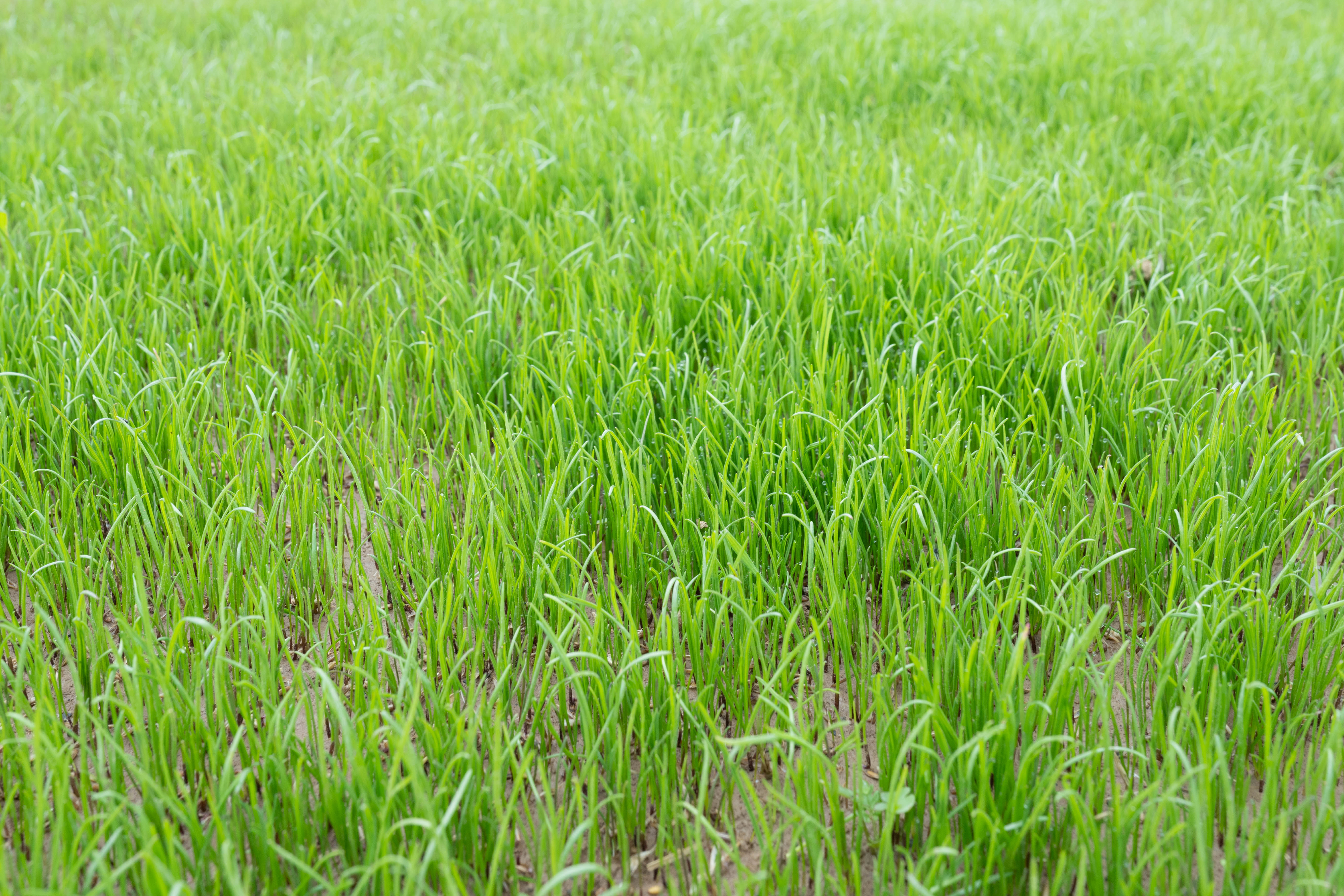 semopur PREMIUMRASEN öko (10 kg) semopur PREMIUMRASEN öko (10 kg)
