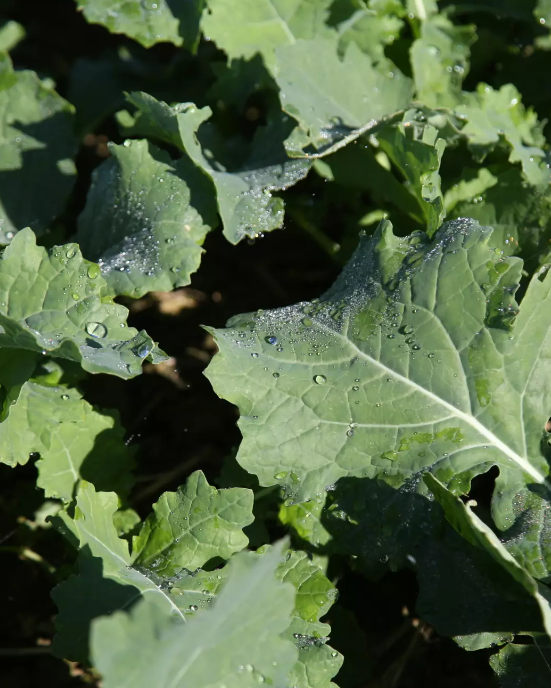 RAS Petranova Öko (25 kg) RAS Petranova Öko (25 kg)