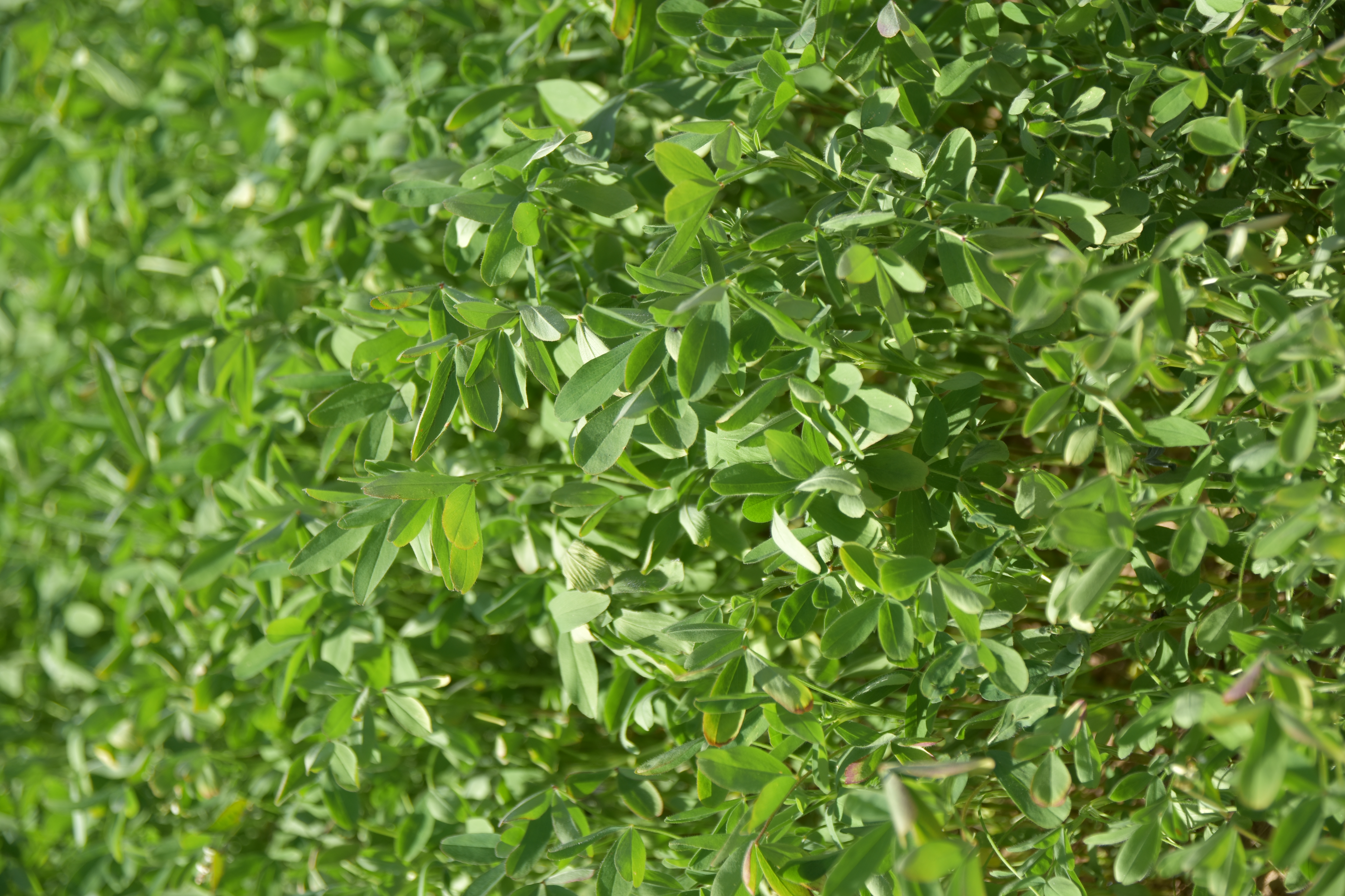 AKL Flavius Öko (25 kg)