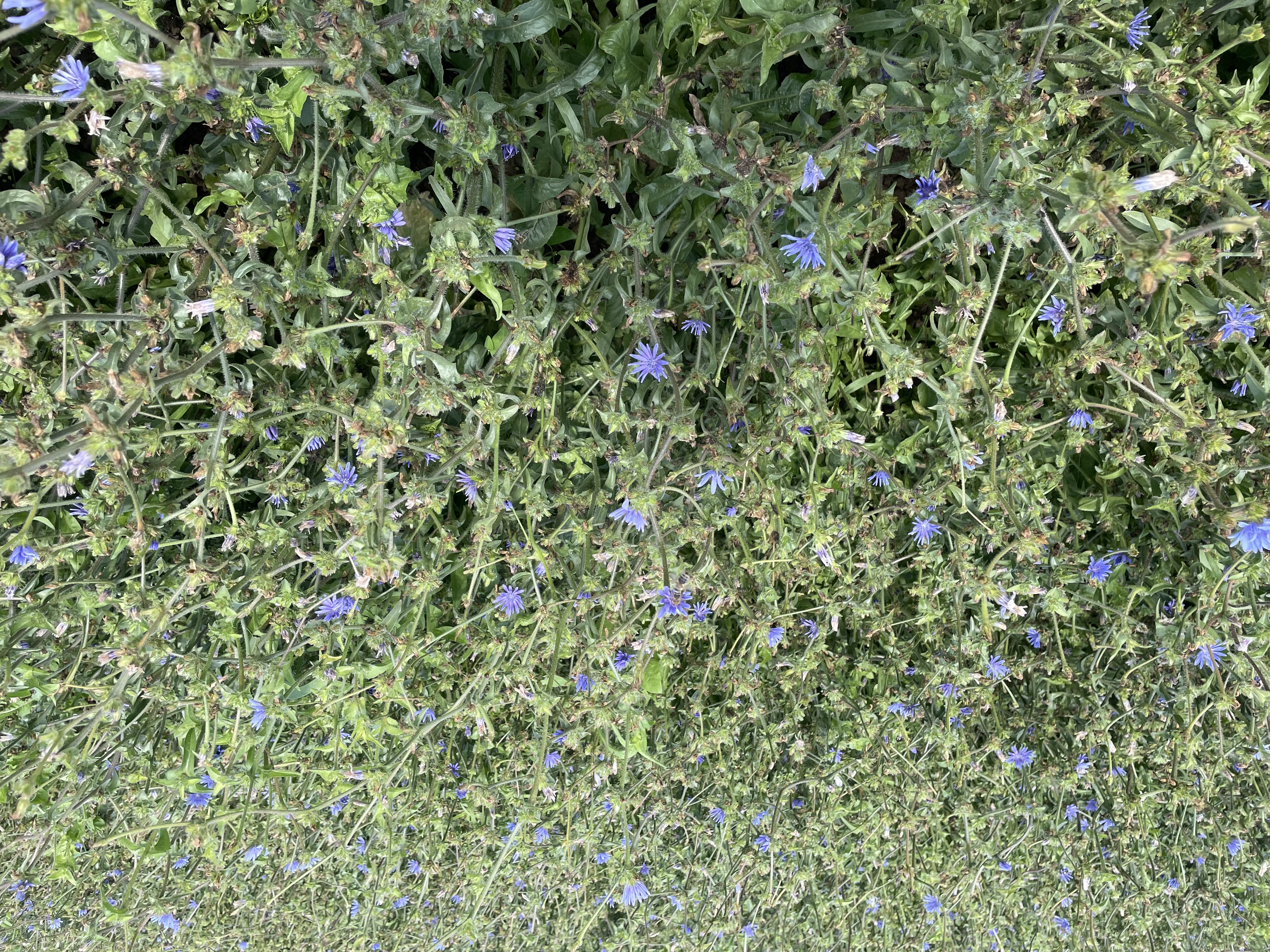 Wegwarte Öko (20 kg)