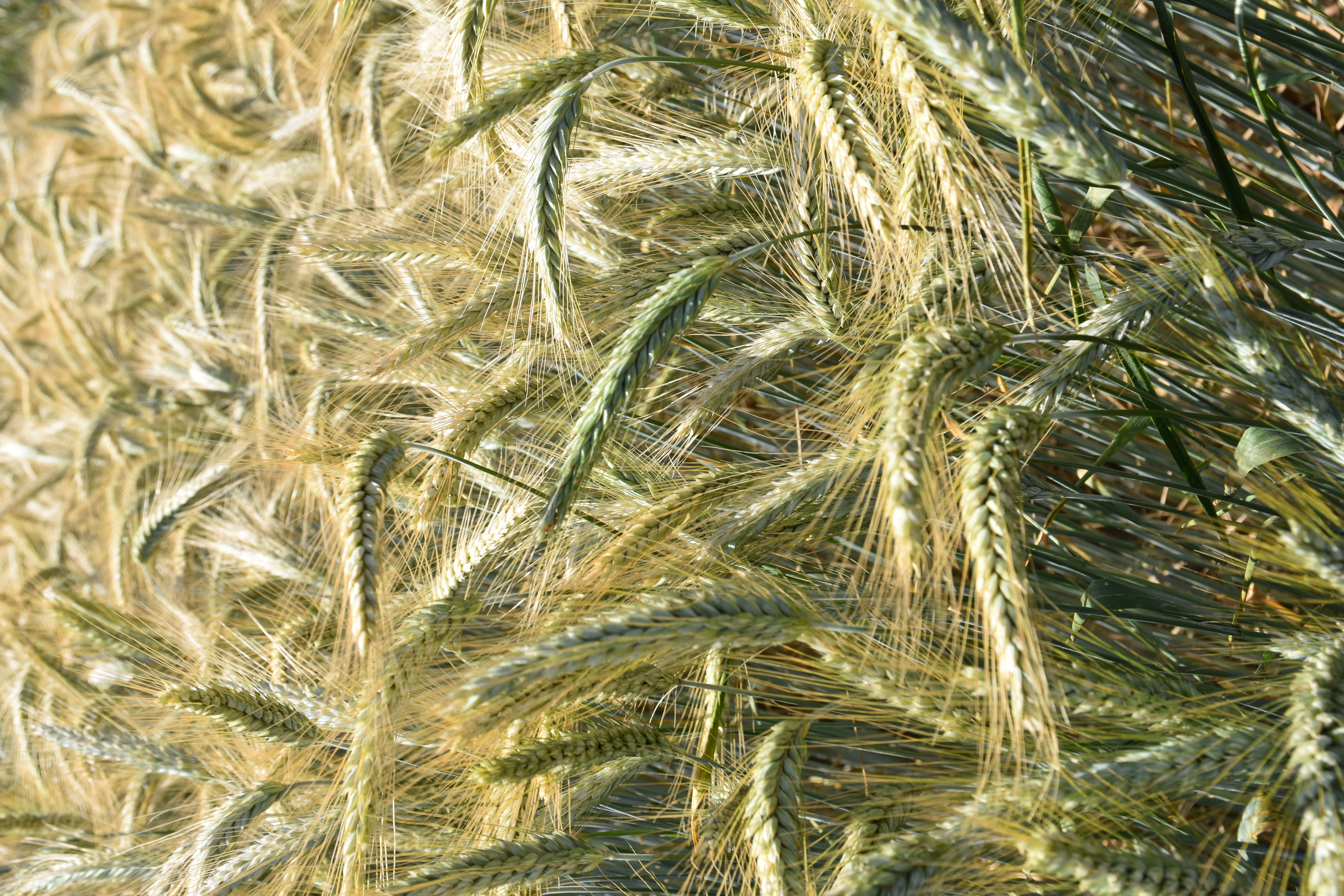 TIS Toristo Öko (25 kg)