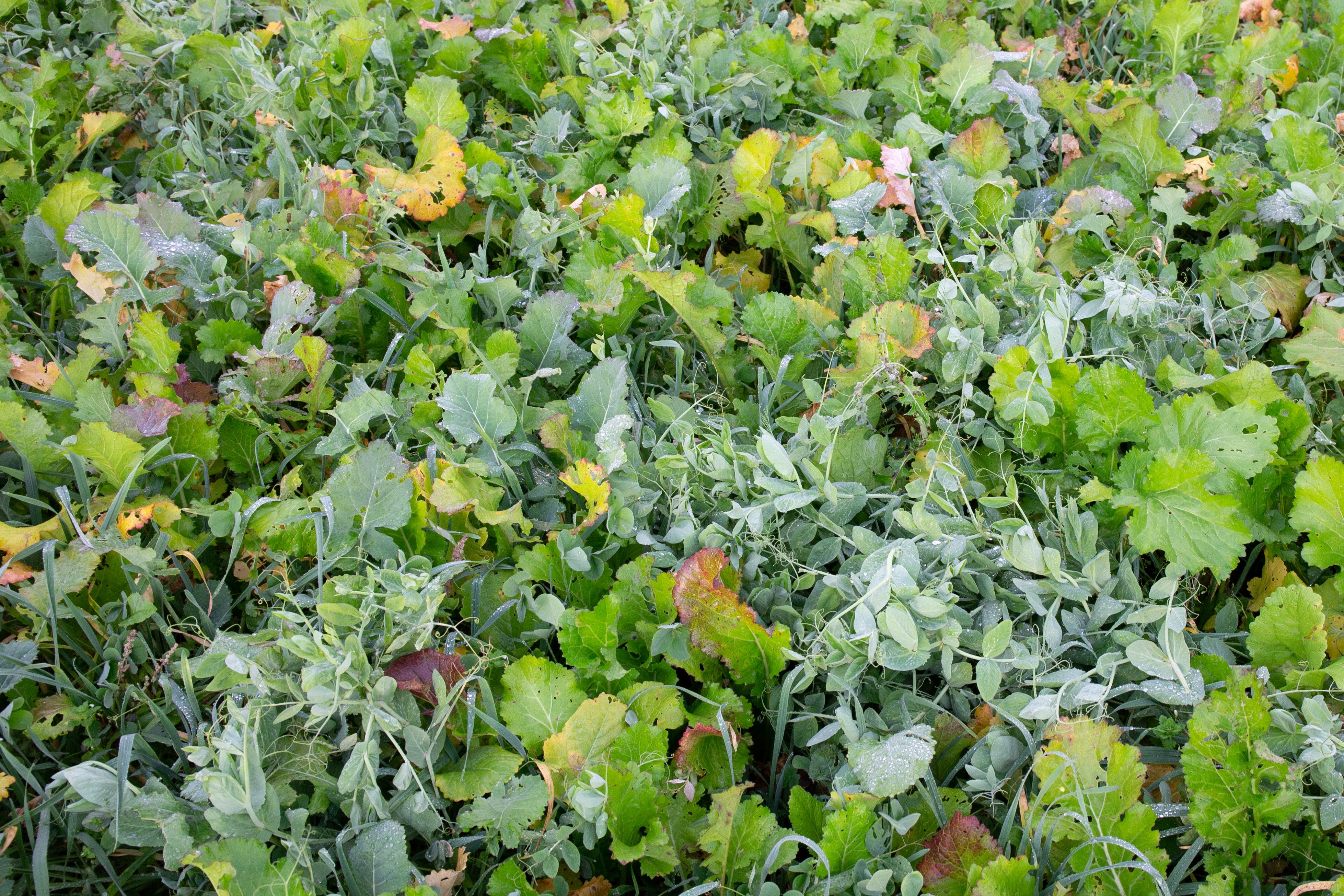 semopur 9.11 WINTERGRÜN öko (10 kg) semopur 9.11 WINTERGRÜN öko (10 kg)