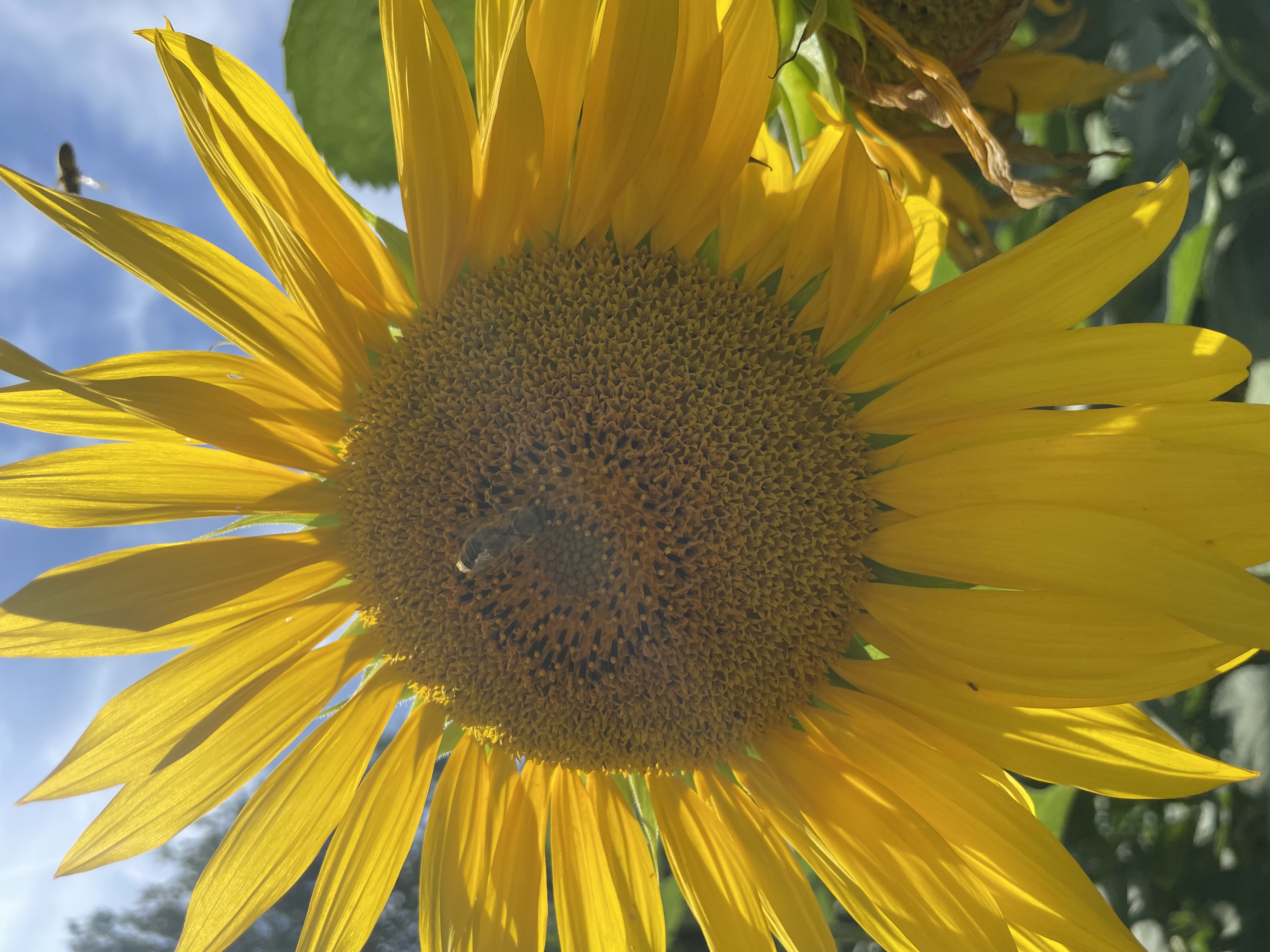 SOL Seabird (Schälsol) Öko 150TK