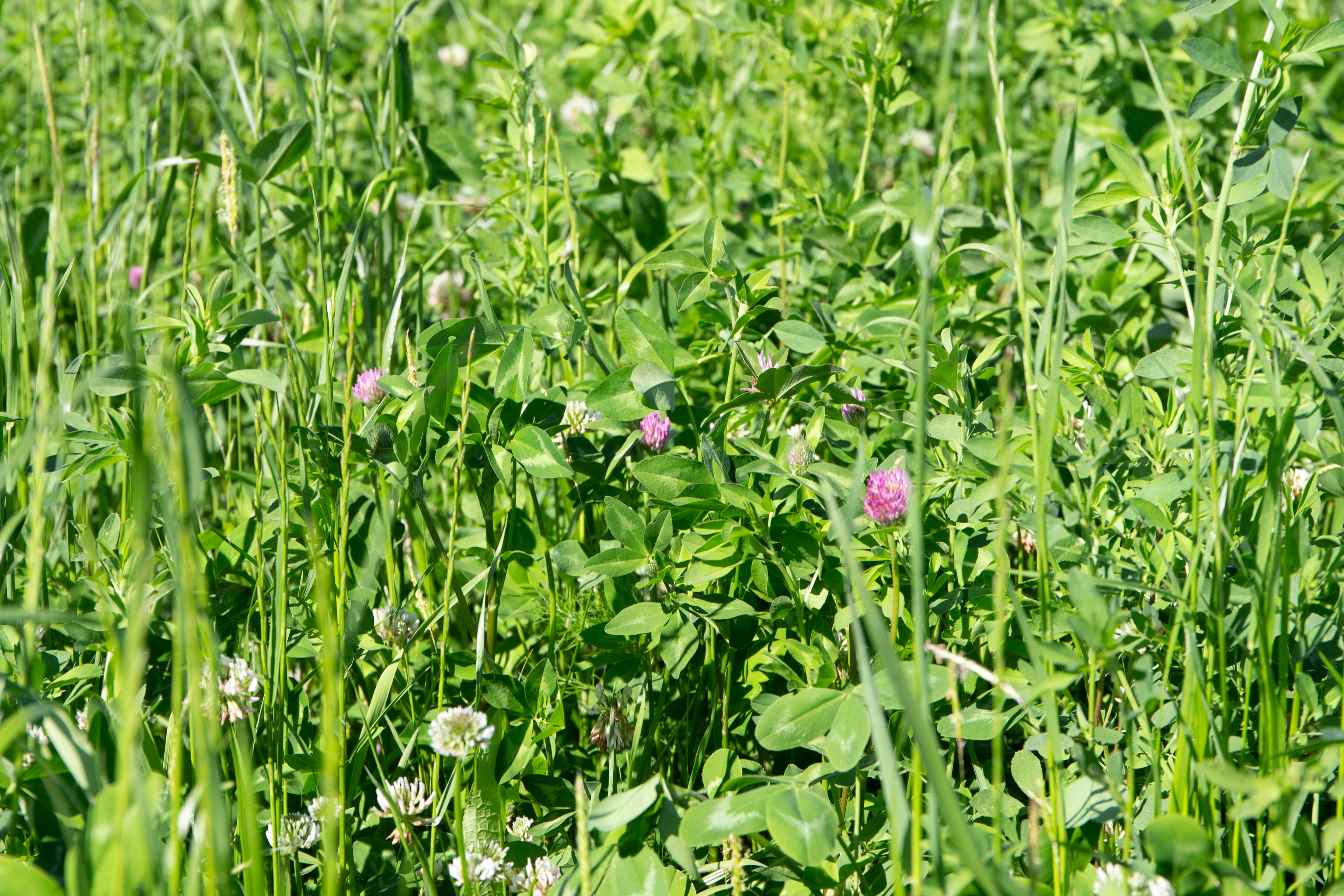 semopur 3.1 LUZERNEGRAS öko (10 kg) semopur 3.1 LUZERNEGRAS öko (10 kg)