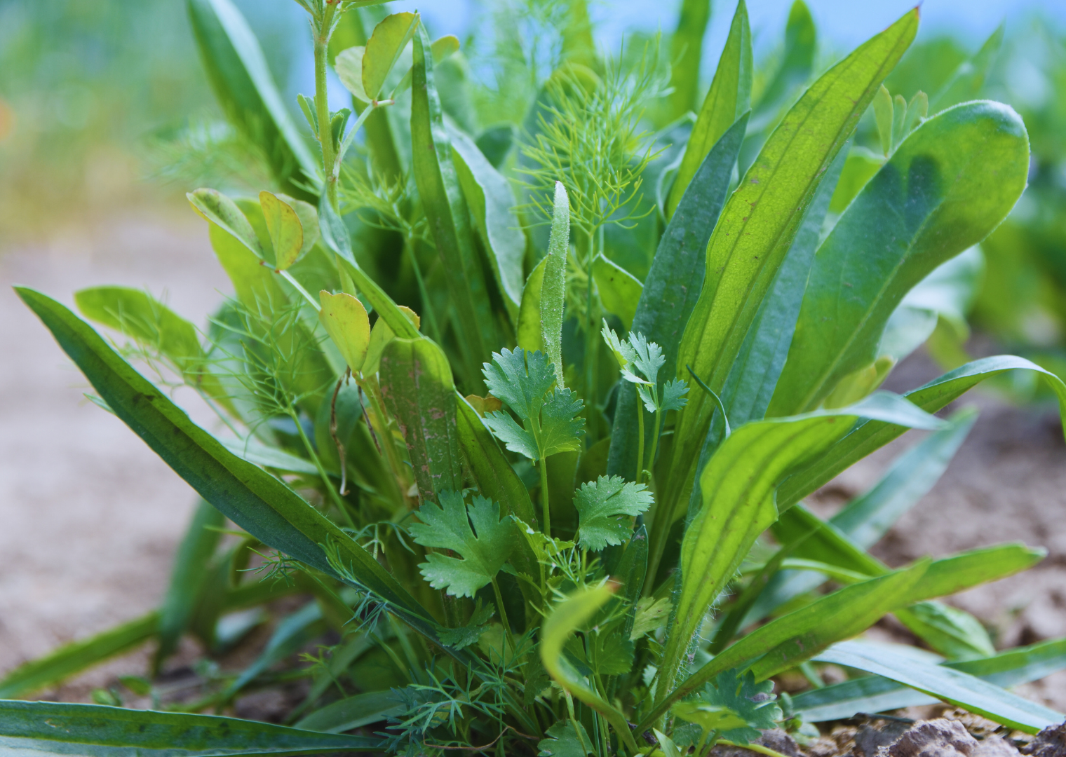 semopur 6.3 WÜRZMISCHUNG öko (10 kg)