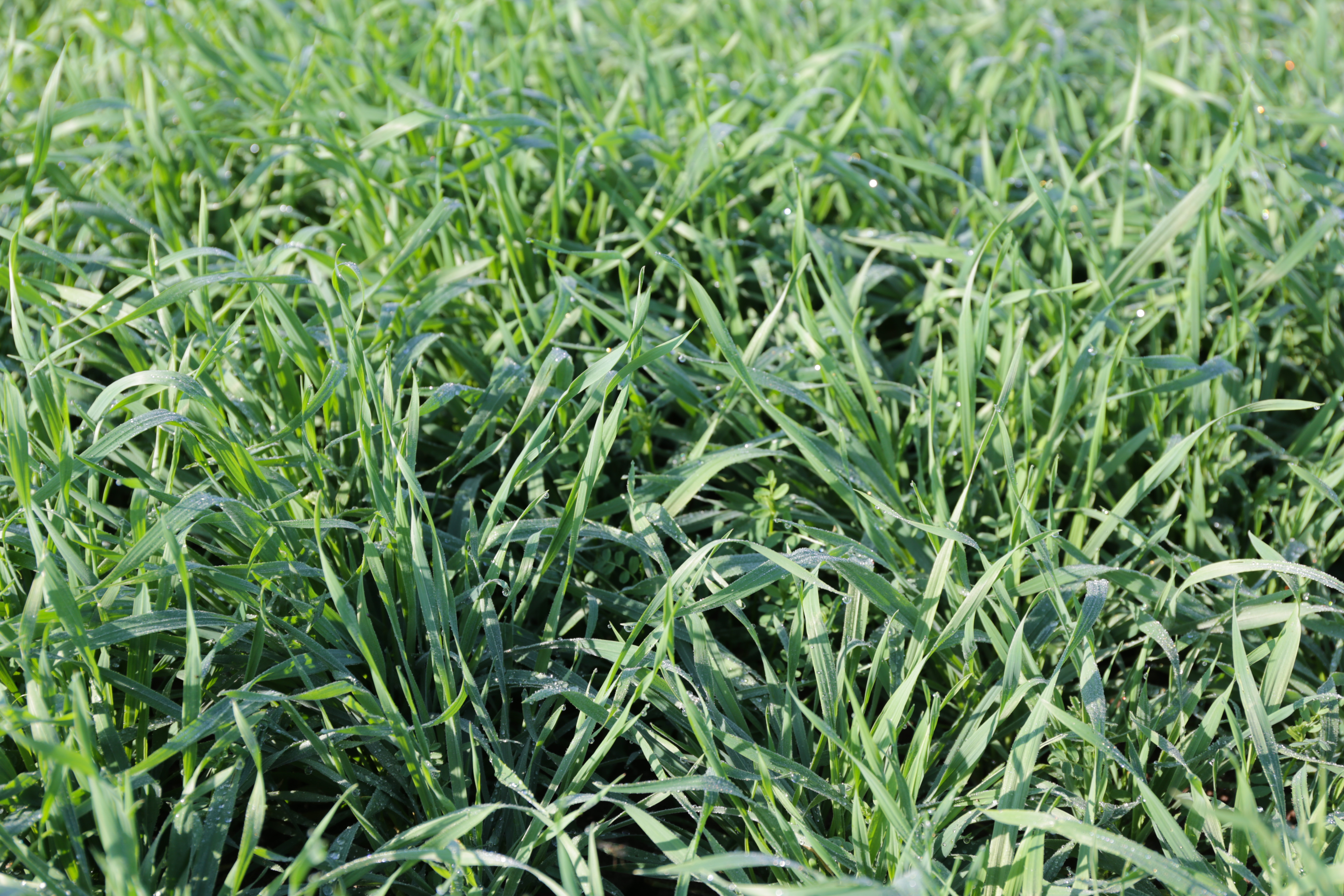 semopur 2.9 WICKROGGEN 20/80 öko (20 kg) semopur 2.9 WICKROGGEN 20/80 öko (20 kg)