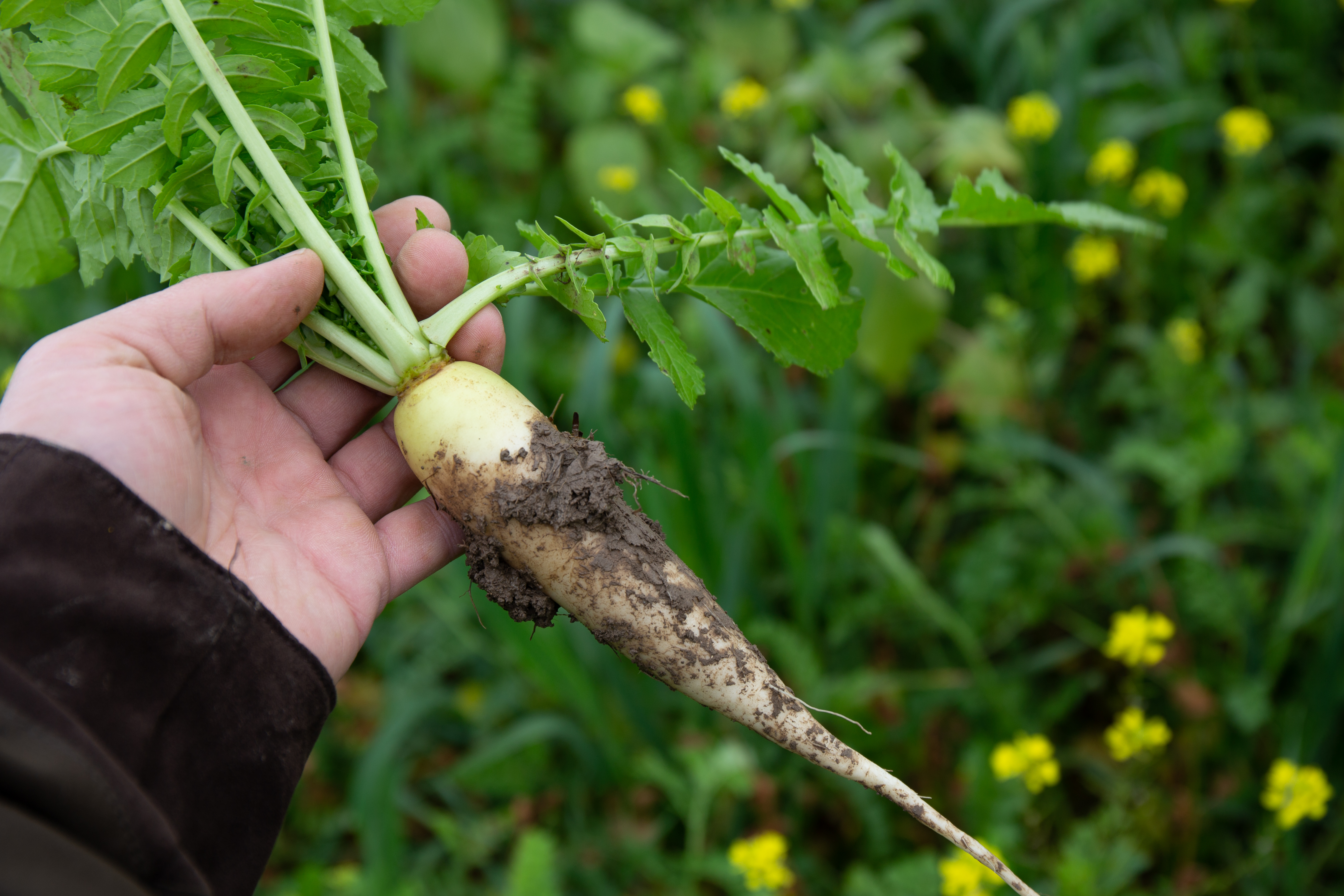 Tiefenrettich Lungo Bianco Öko (20 kg) Tiefenrettich Lungo Bianco Öko (20 kg)