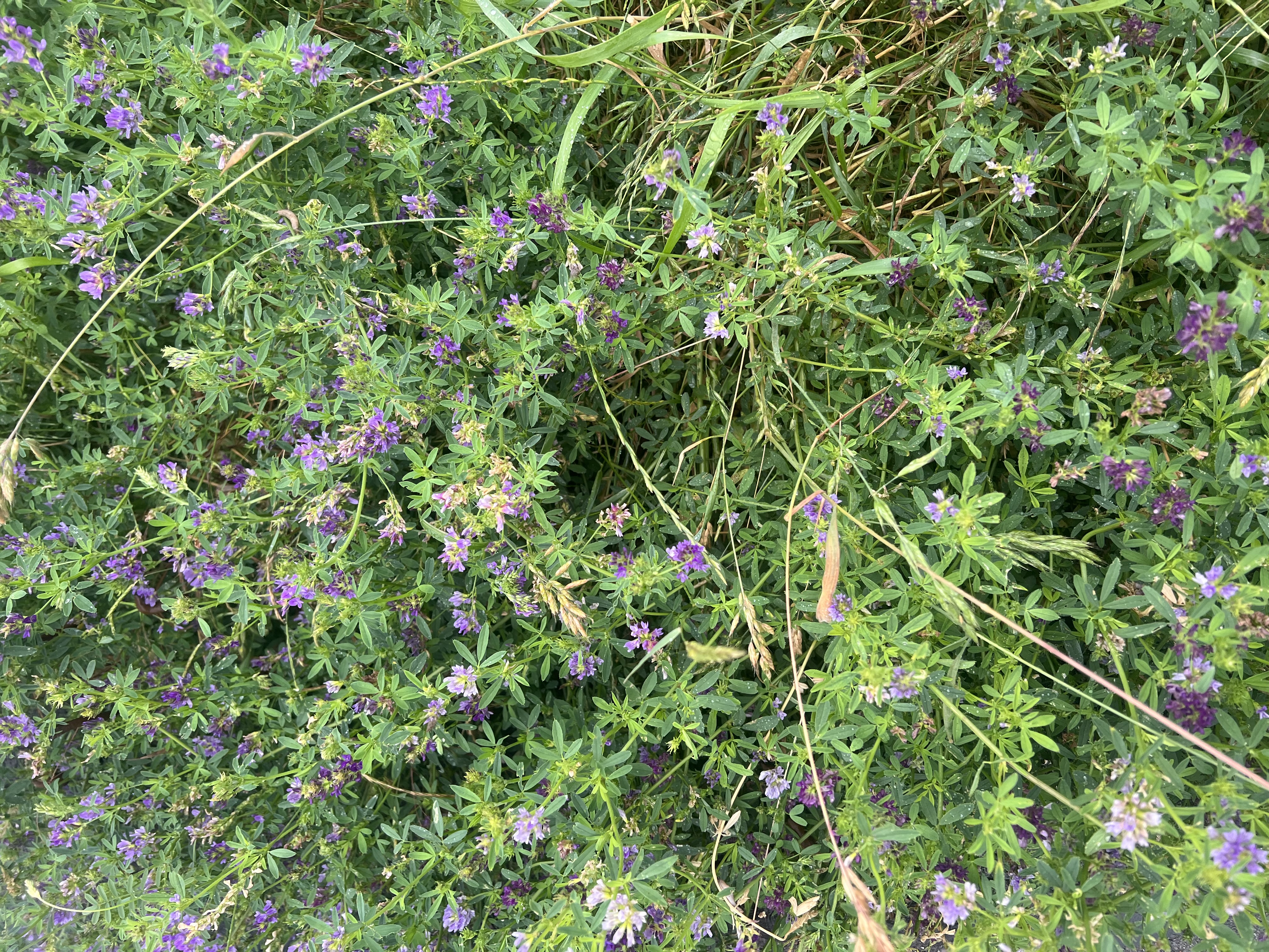 LUZ Daphne Öko (25kg) LUZ Daphne Öko (25kg)