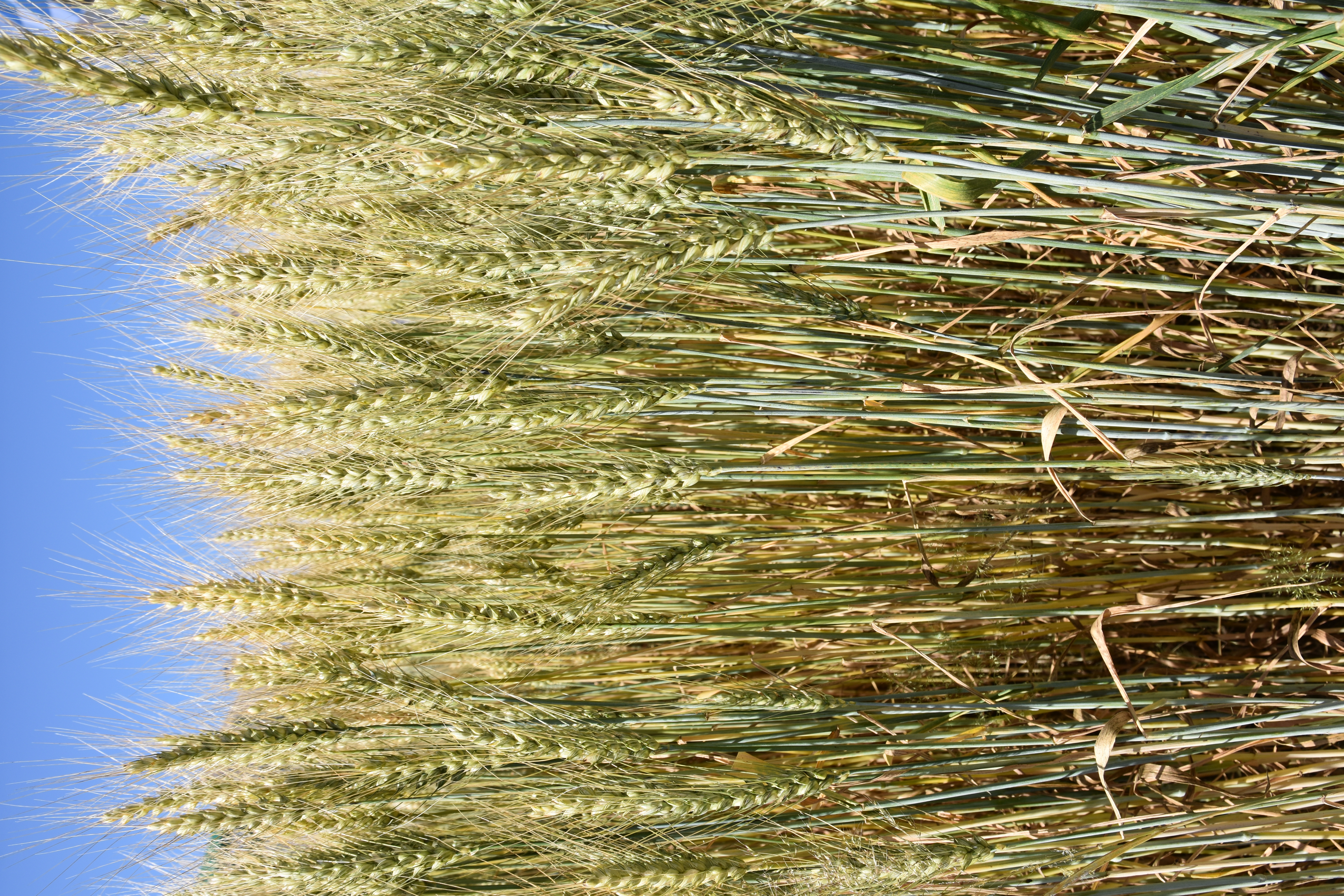 WS KWS Carusum Öko (25 kg)