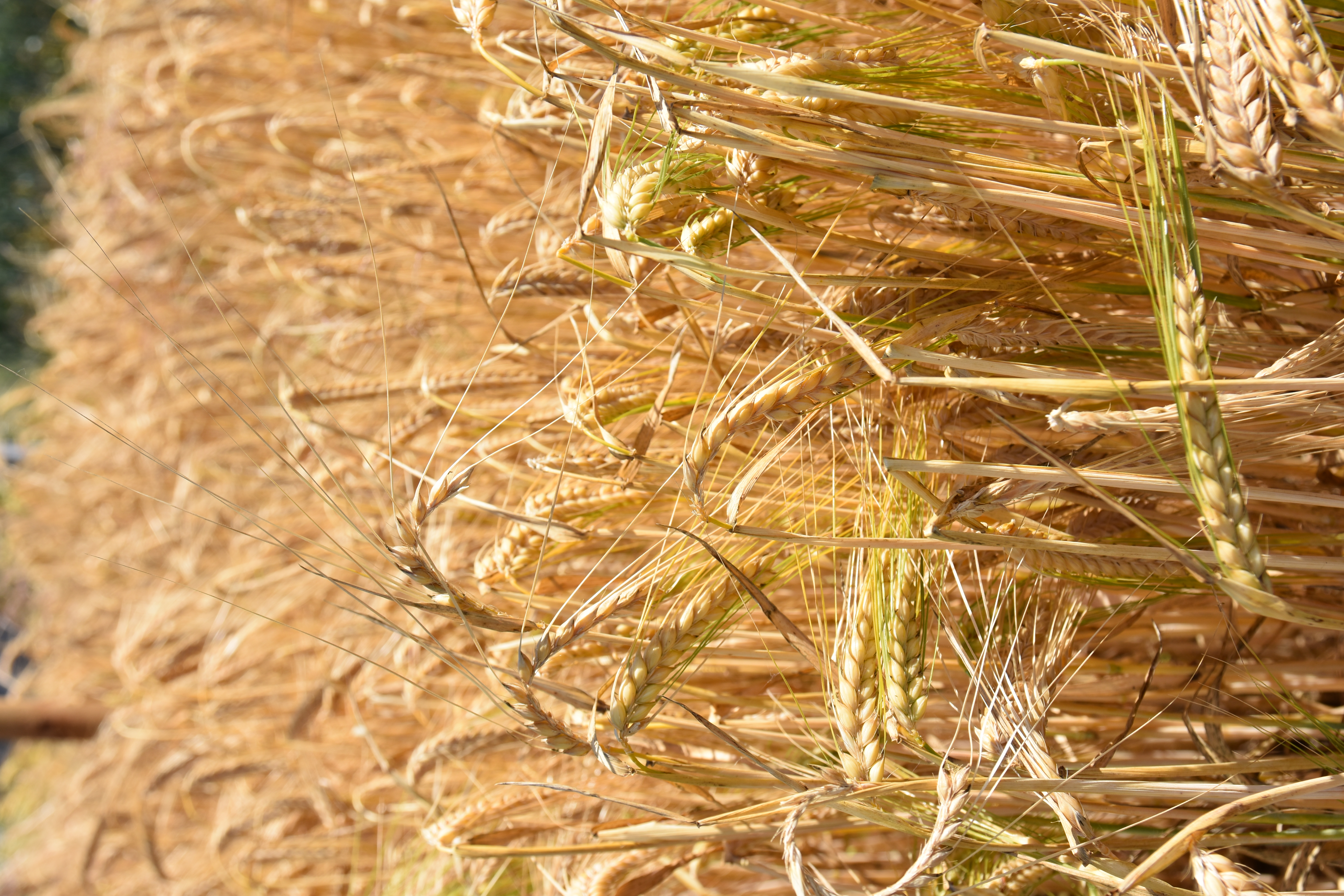 GS Amidala Öko (25 kg)