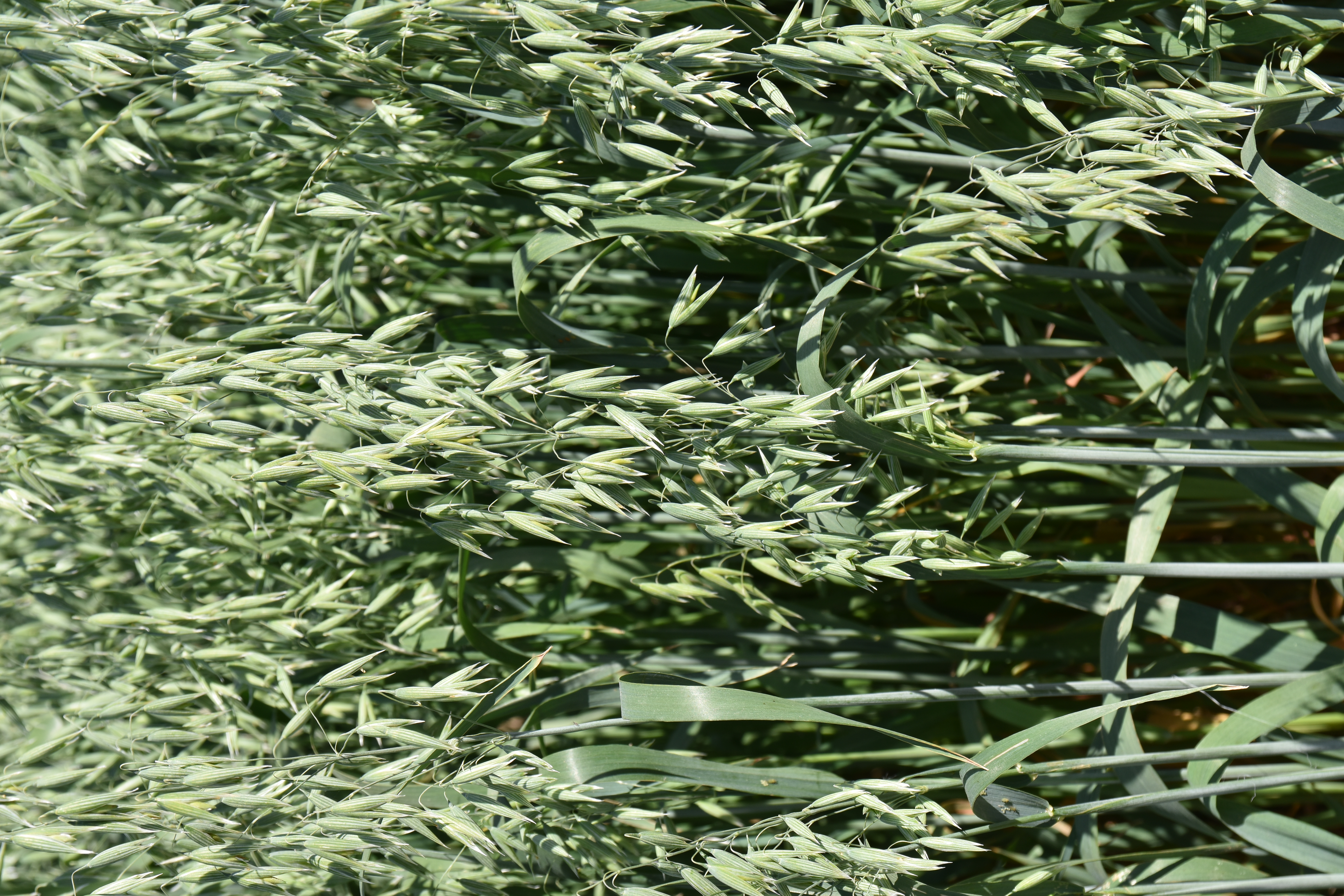 HA Platin (g) Öko (30 kg)