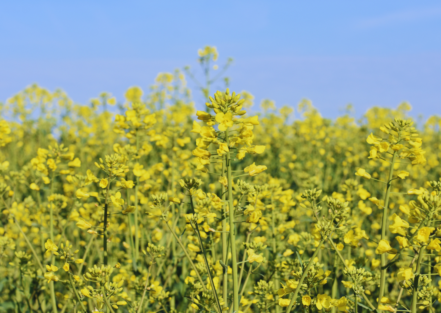 RAW Daniele Öko (25 kg)
