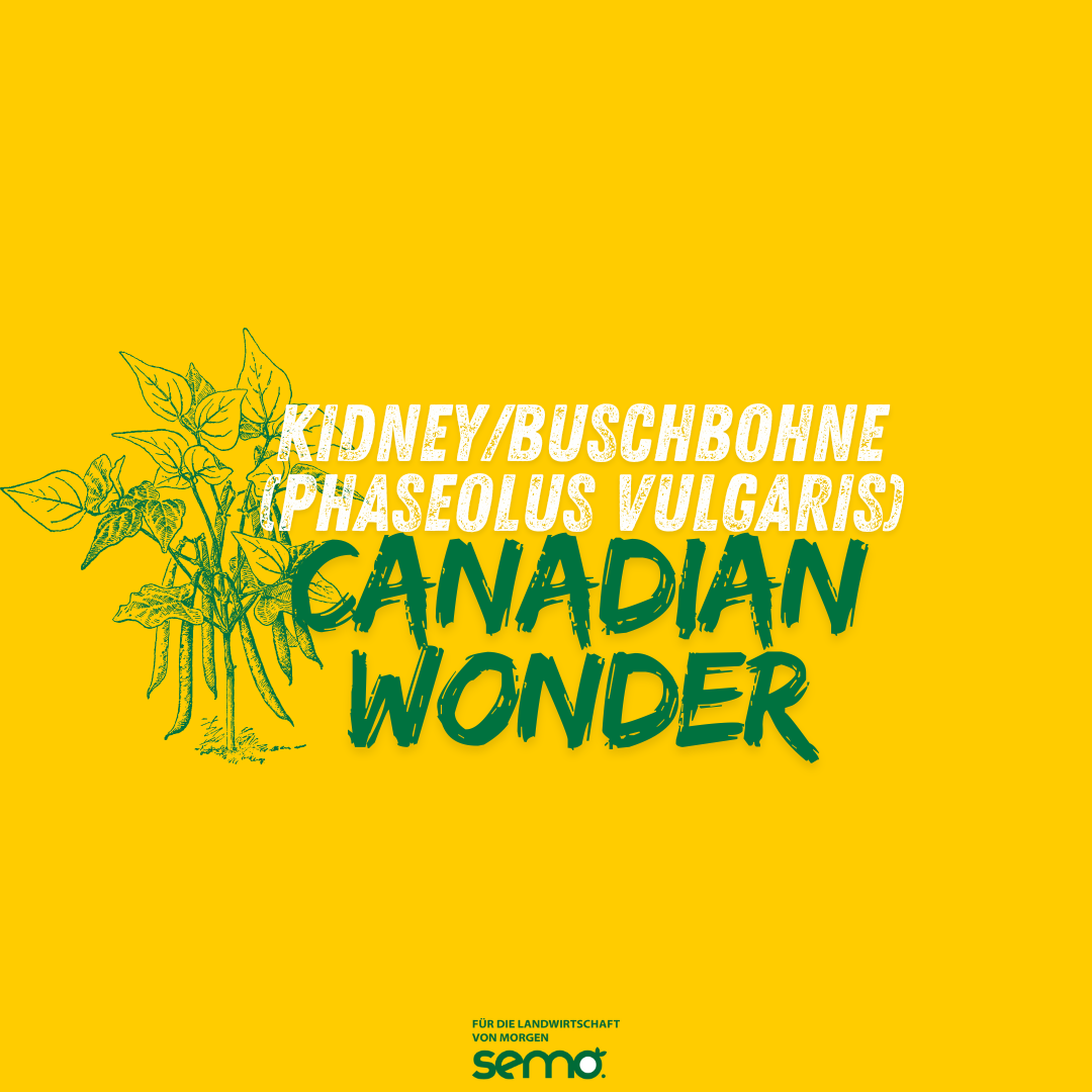 Kidney/Buschbohne(Phaseolus vulgaris) Canadian Wonder Öko