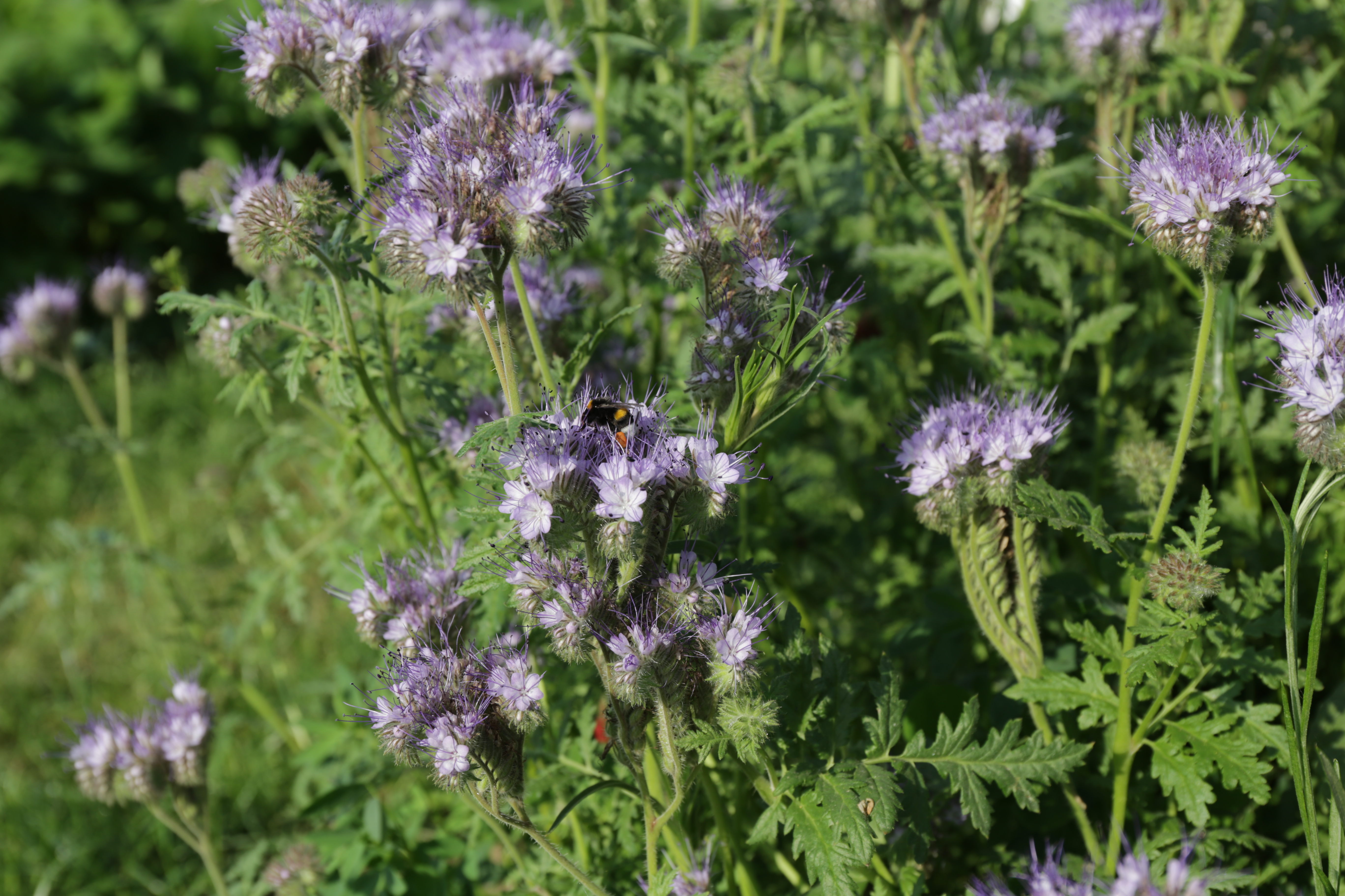 semopur 8.2 BIENENWEIDE MEHRJÄHRIG öko (1 kg)