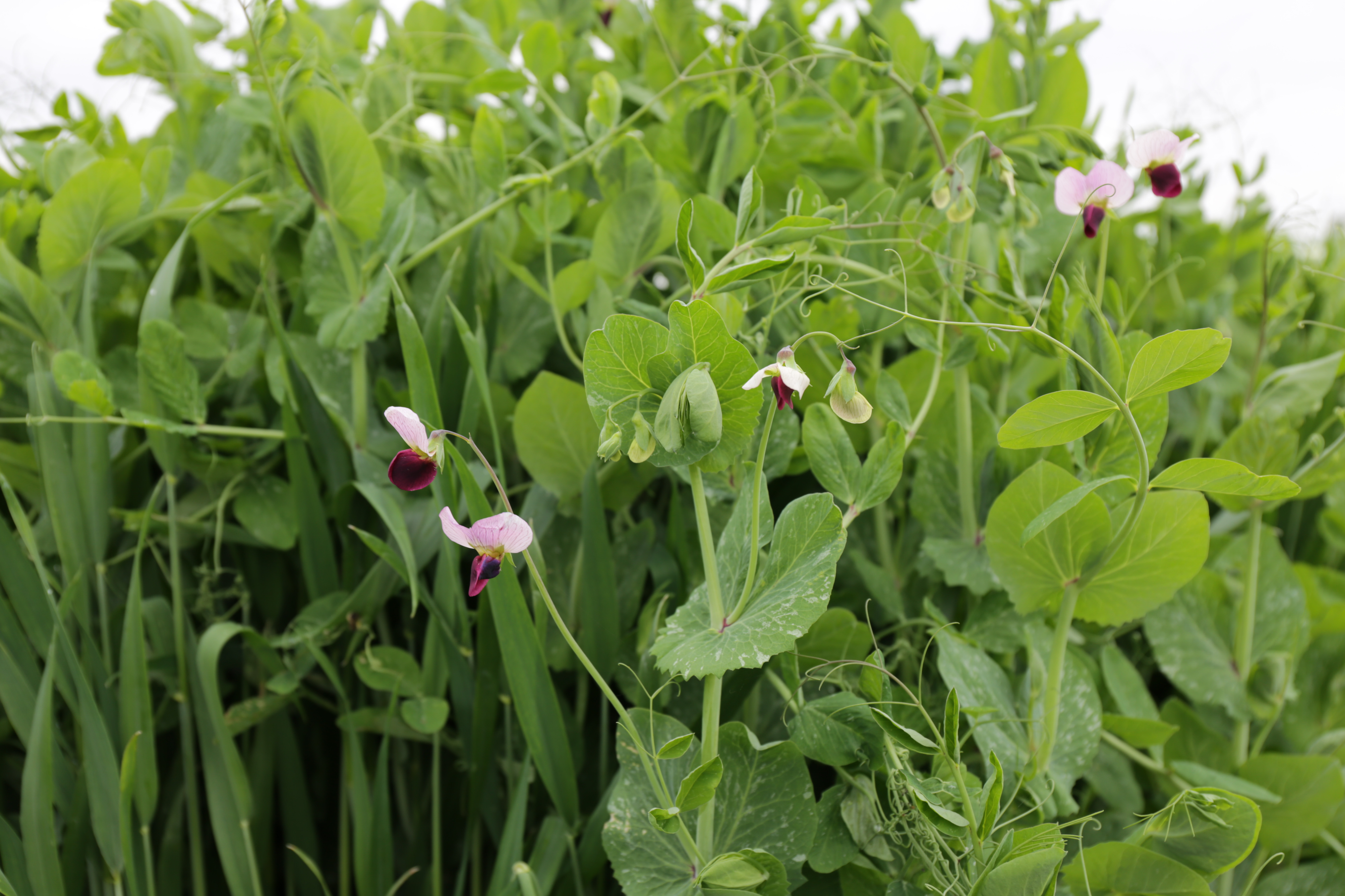 semopur 1.4 SOMMER GPS OHNE KLEE öko (10 kg) semopur 1.4 SOMMER GPS OHNE KLEE öko (10 kg)