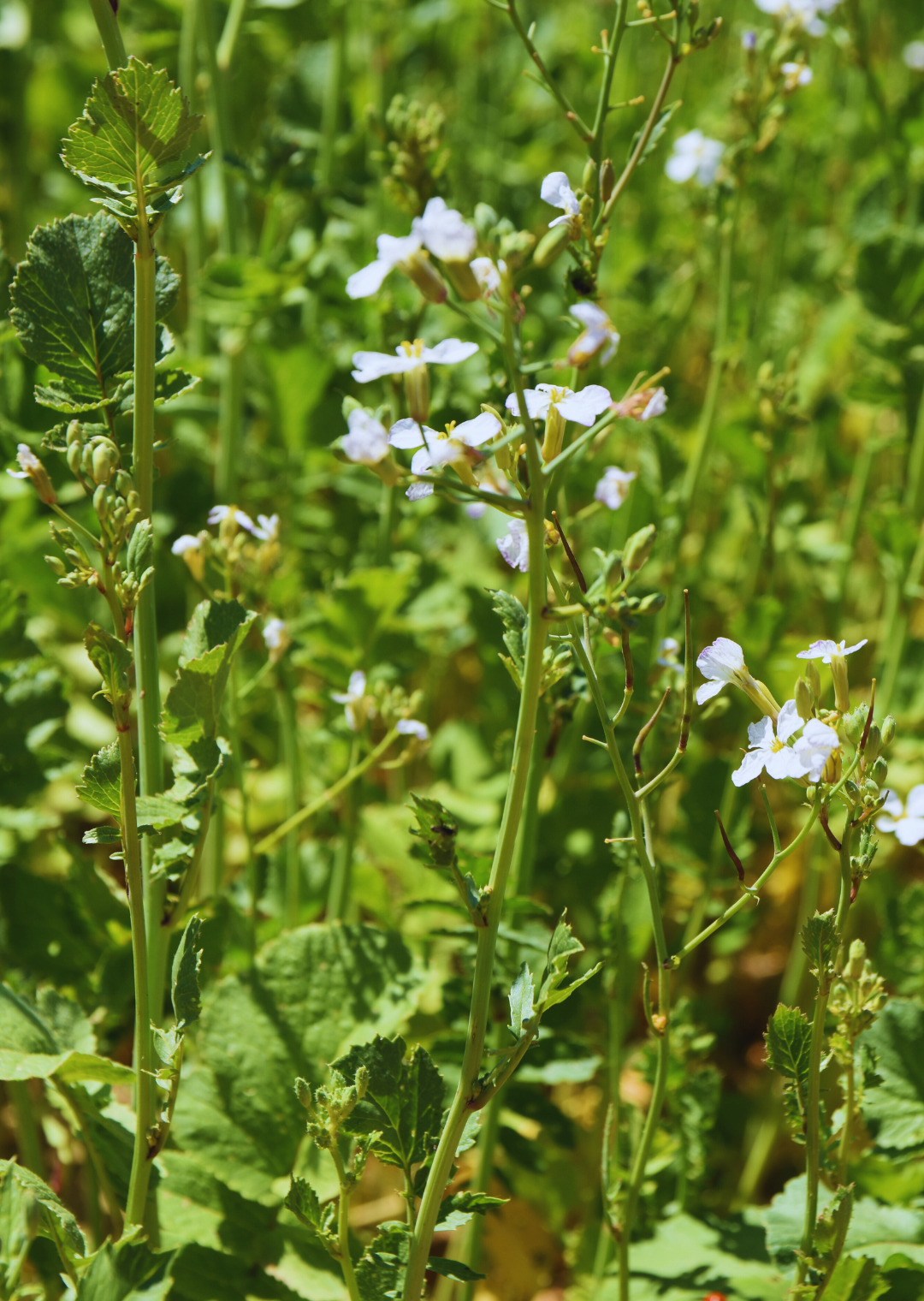 OR Romesa Öko (25 kg)