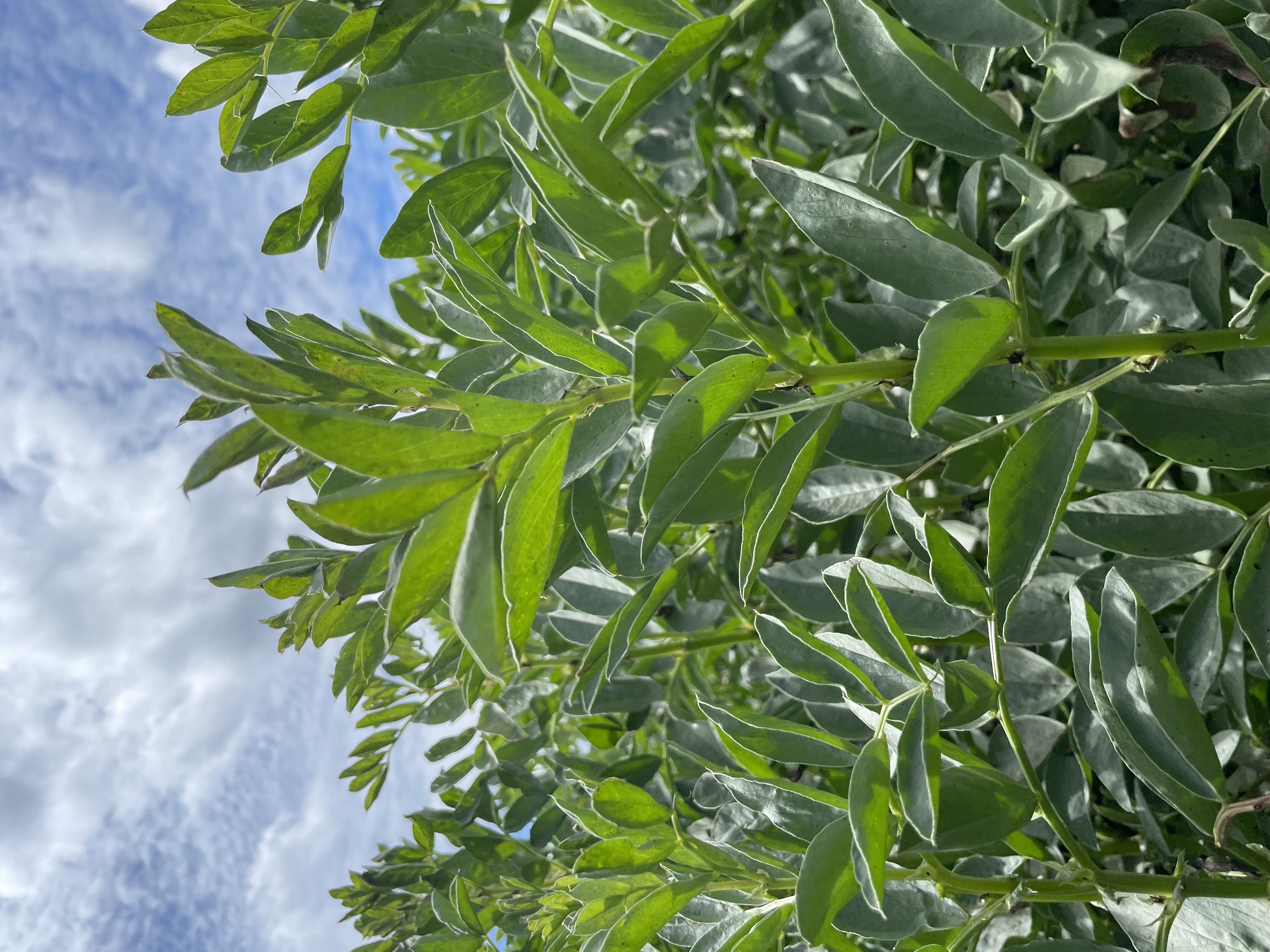 BA Fato (ZF) Öko (25 kg)