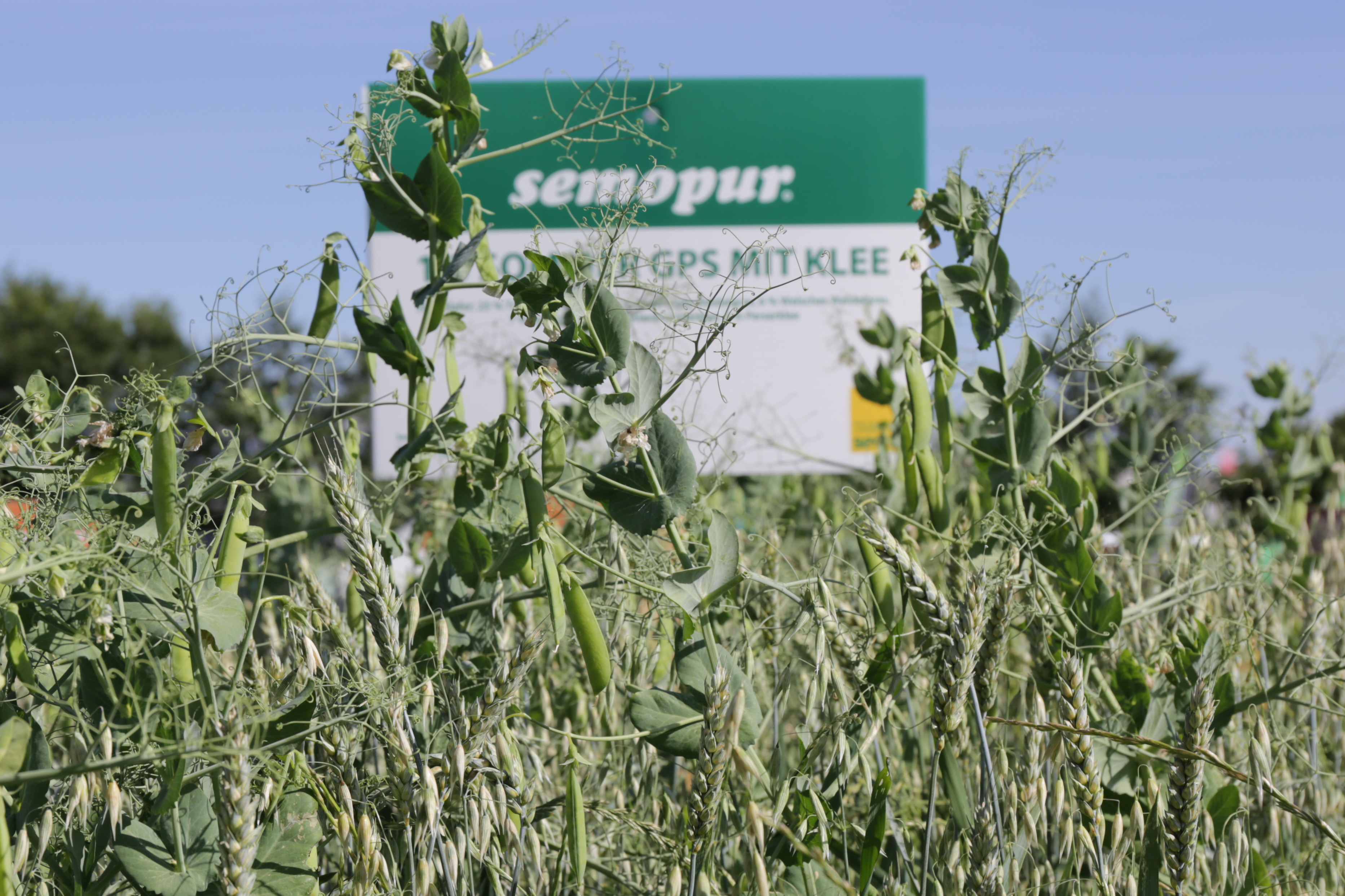 semopur 1.3 SOMMER GPS öko (10 kg) semopur 1.3 SOMMER GPS öko (10 kg)