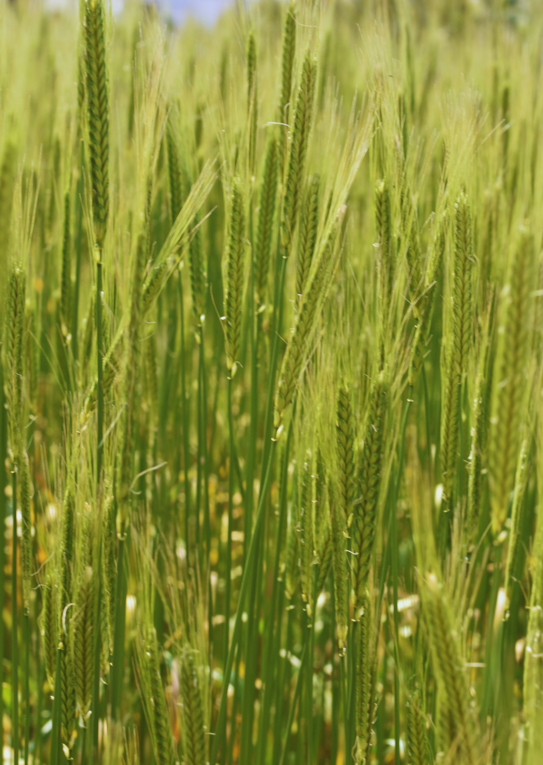 Einkorn Monomax Öko (25 kg)