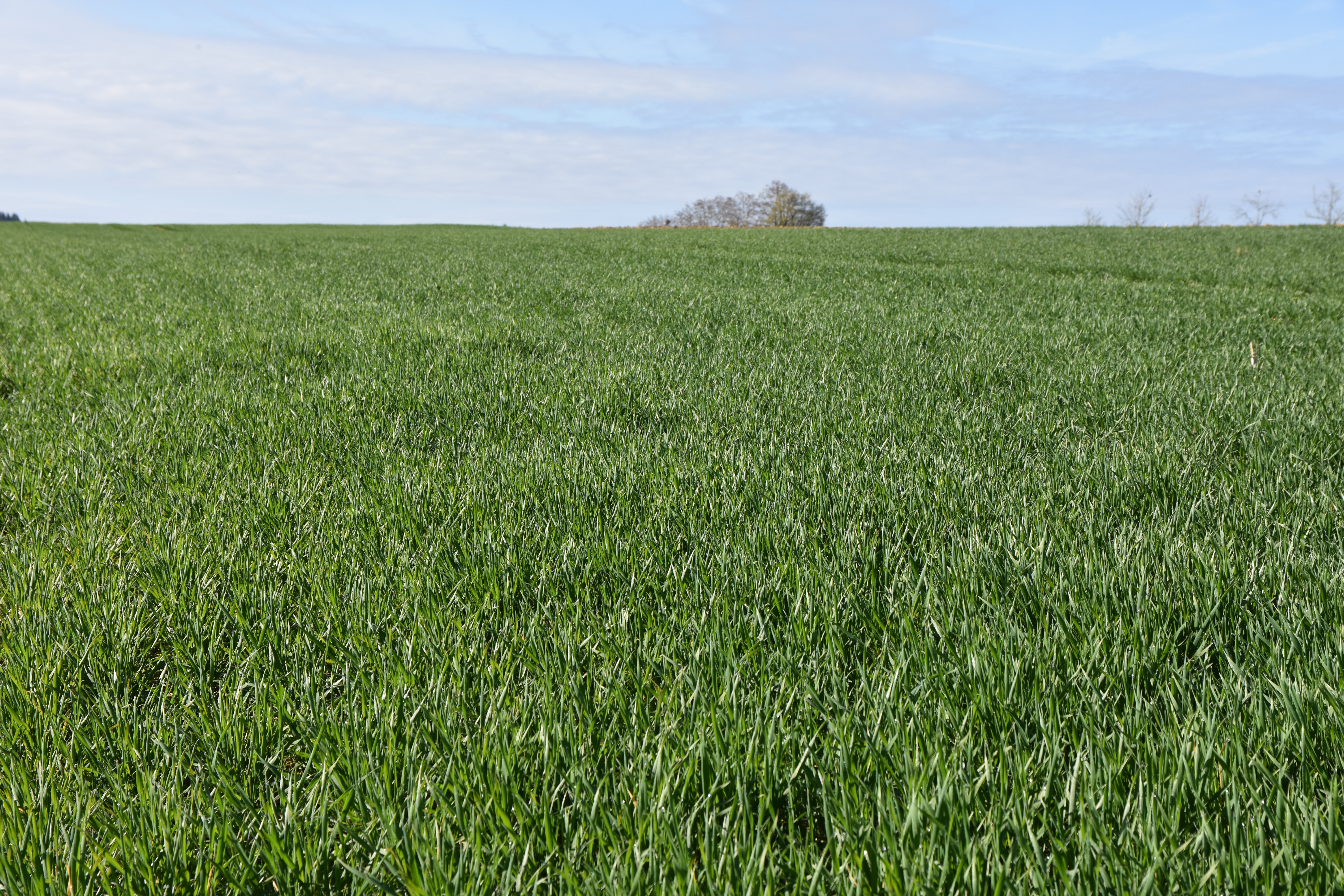 WD Arusi (t) spät Öko (25kg)