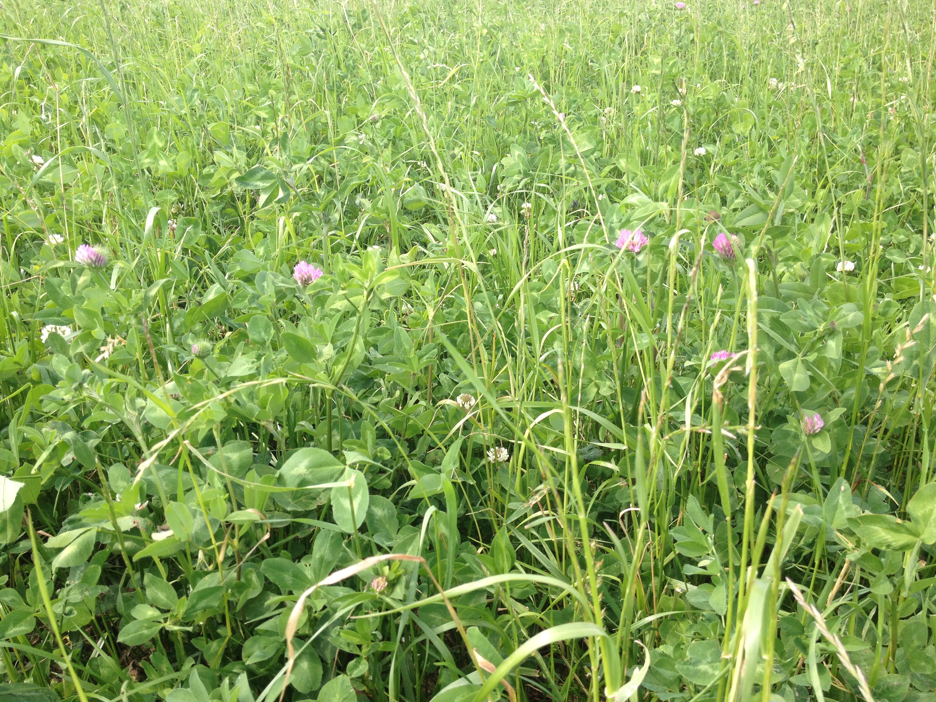 semopur 6.5 NACHSAAT MIT ROTKLEE öko (10 kg) semopur 6.5 NACHSAAT MIT ROTKLEE öko (10 kg)