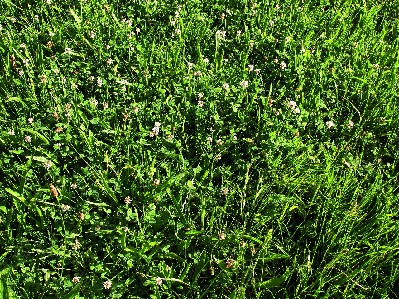 semopur 6.4 NACHSAAT UNGÜNSTIGE LAGEN öko (10 kg) semopur 6.4 NACHSAAT UNGÜNSTIGE LAGEN öko (10 kg)