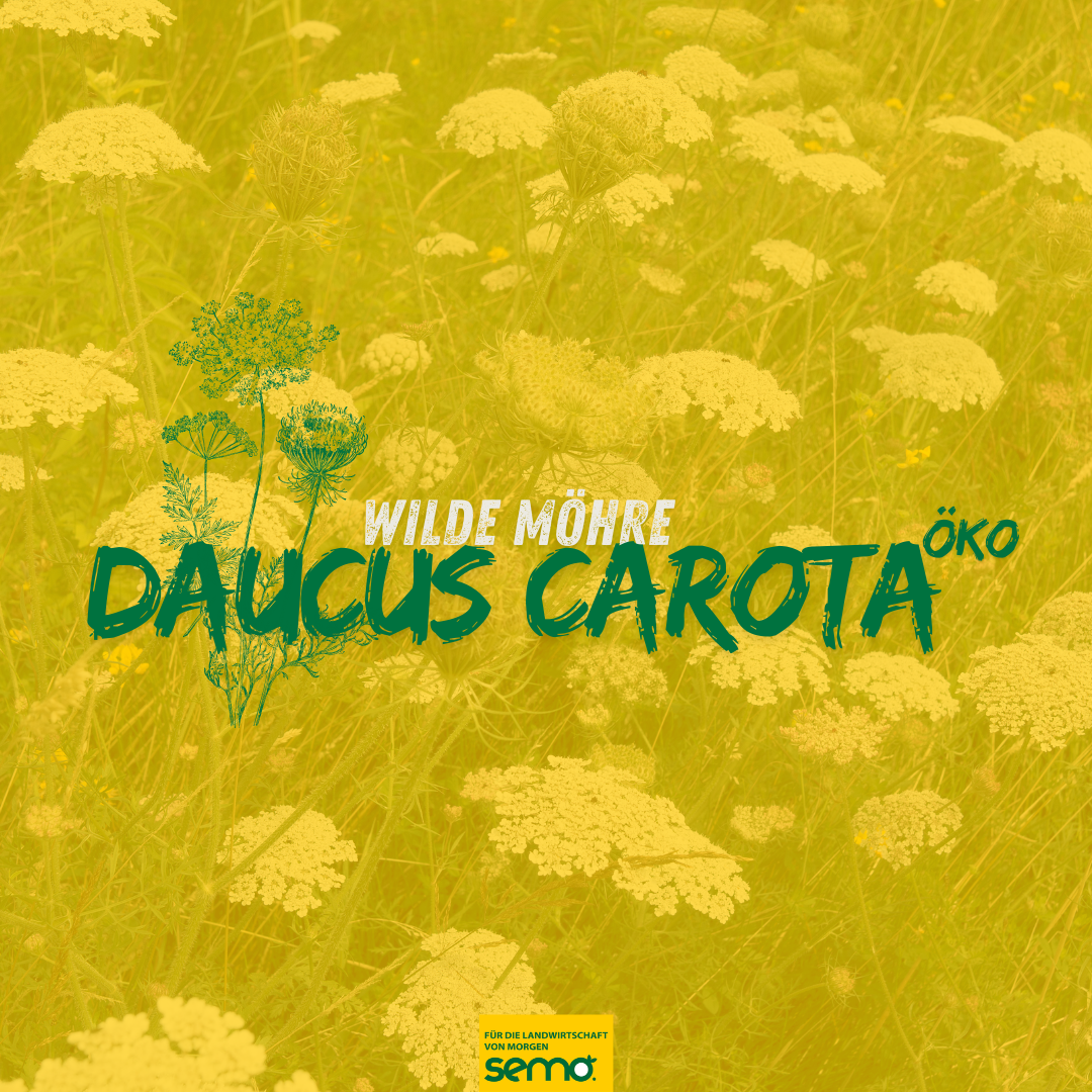 Wilde Möhre, Daucus carota ÖKO