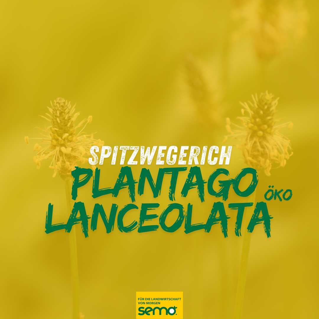 Spitzwegerich, Plantago lanceolata ÖKO