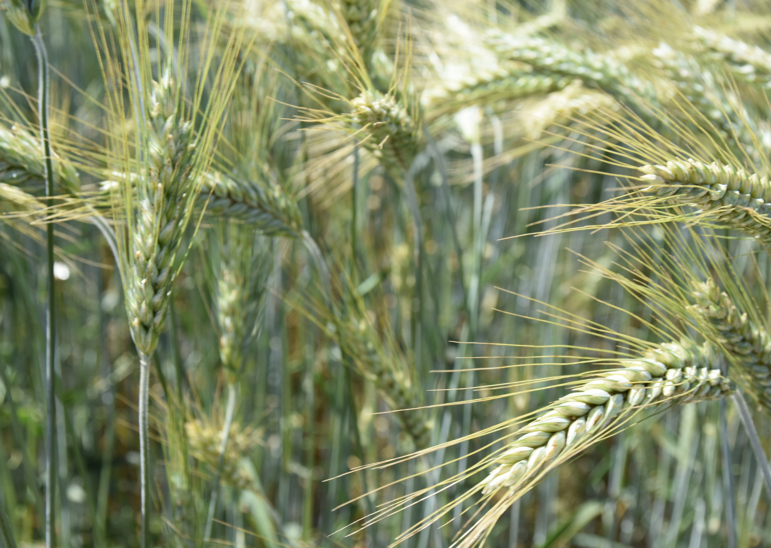 TIS Dublet Öko  (25 kg)