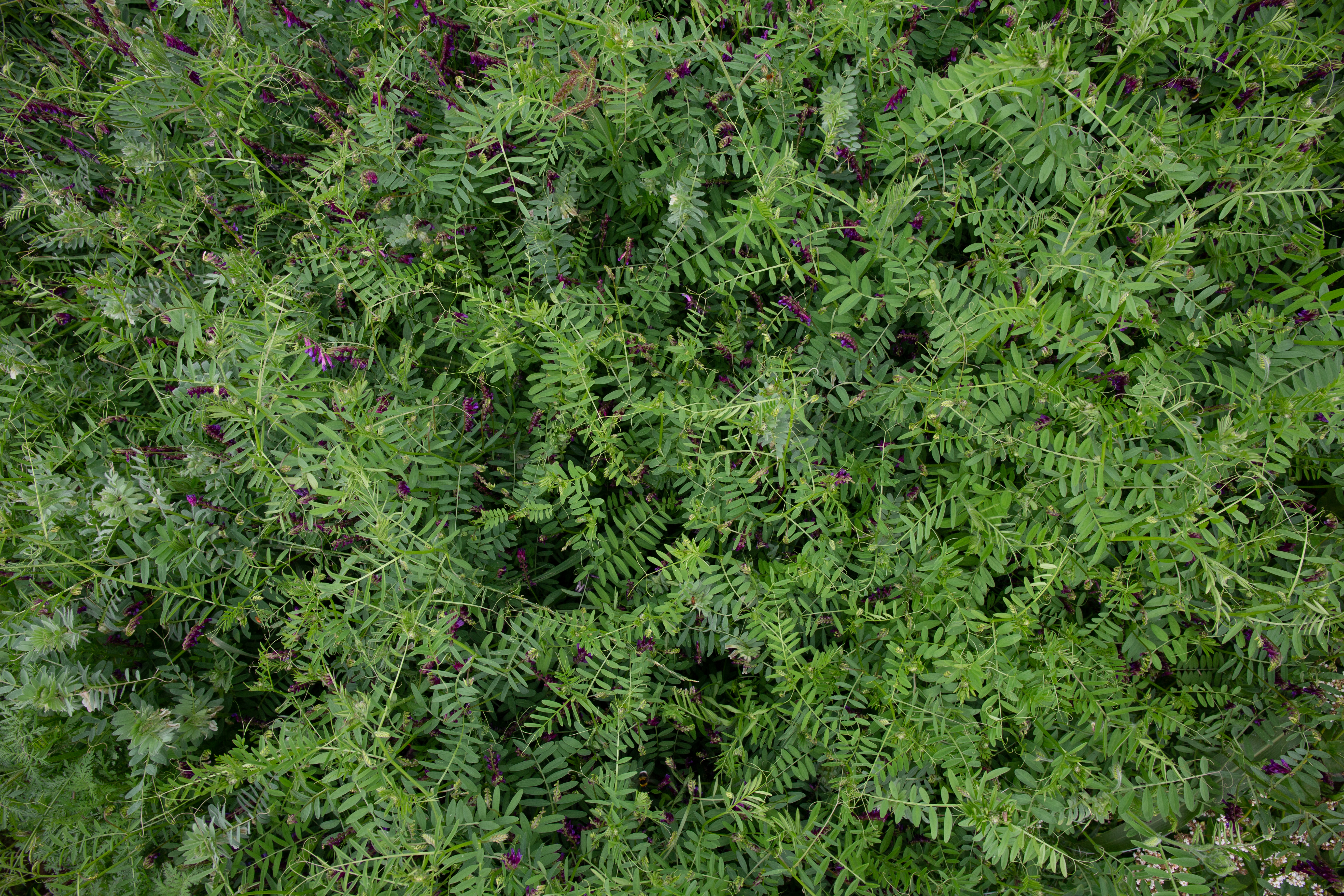 semopur 9.8 WICKROGGEN 40/60 öko (20 kg) semopur 9.8 WICKROGGEN 40/60 öko (20 kg)