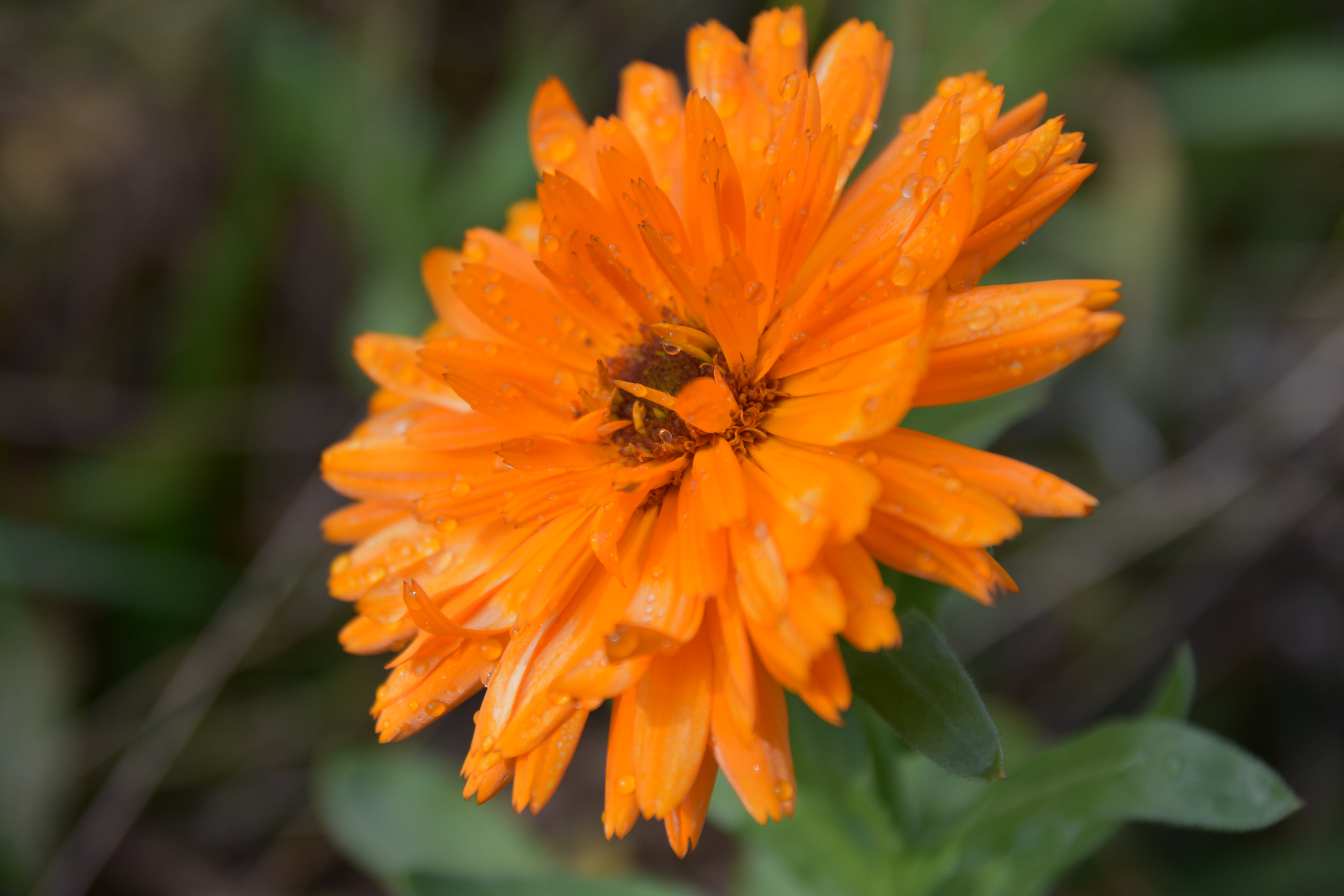 Ringelblume Calendula officinalis Öko (5kg)