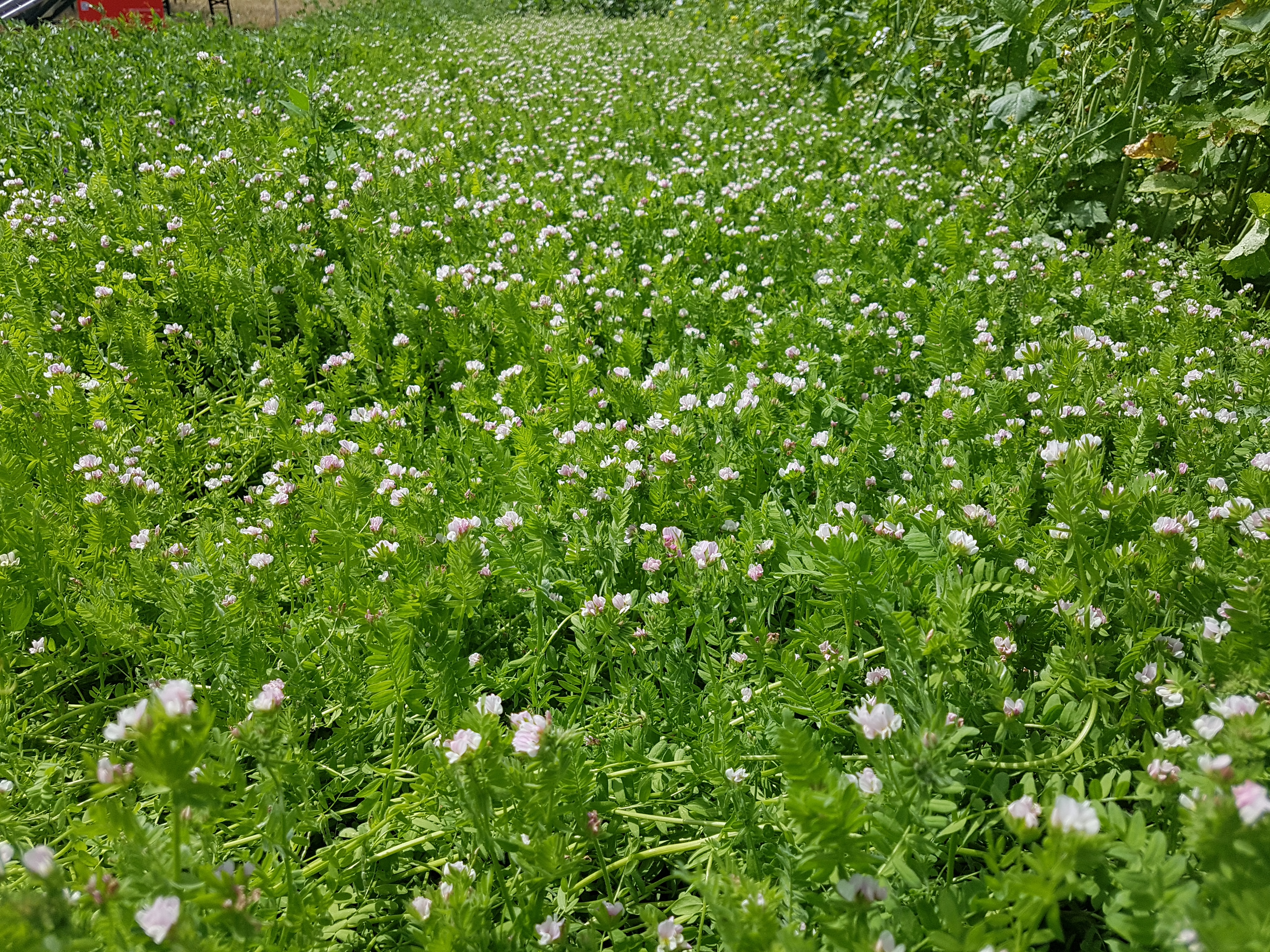 Serradella Öko (20 kg) Serradella Öko (20 kg)